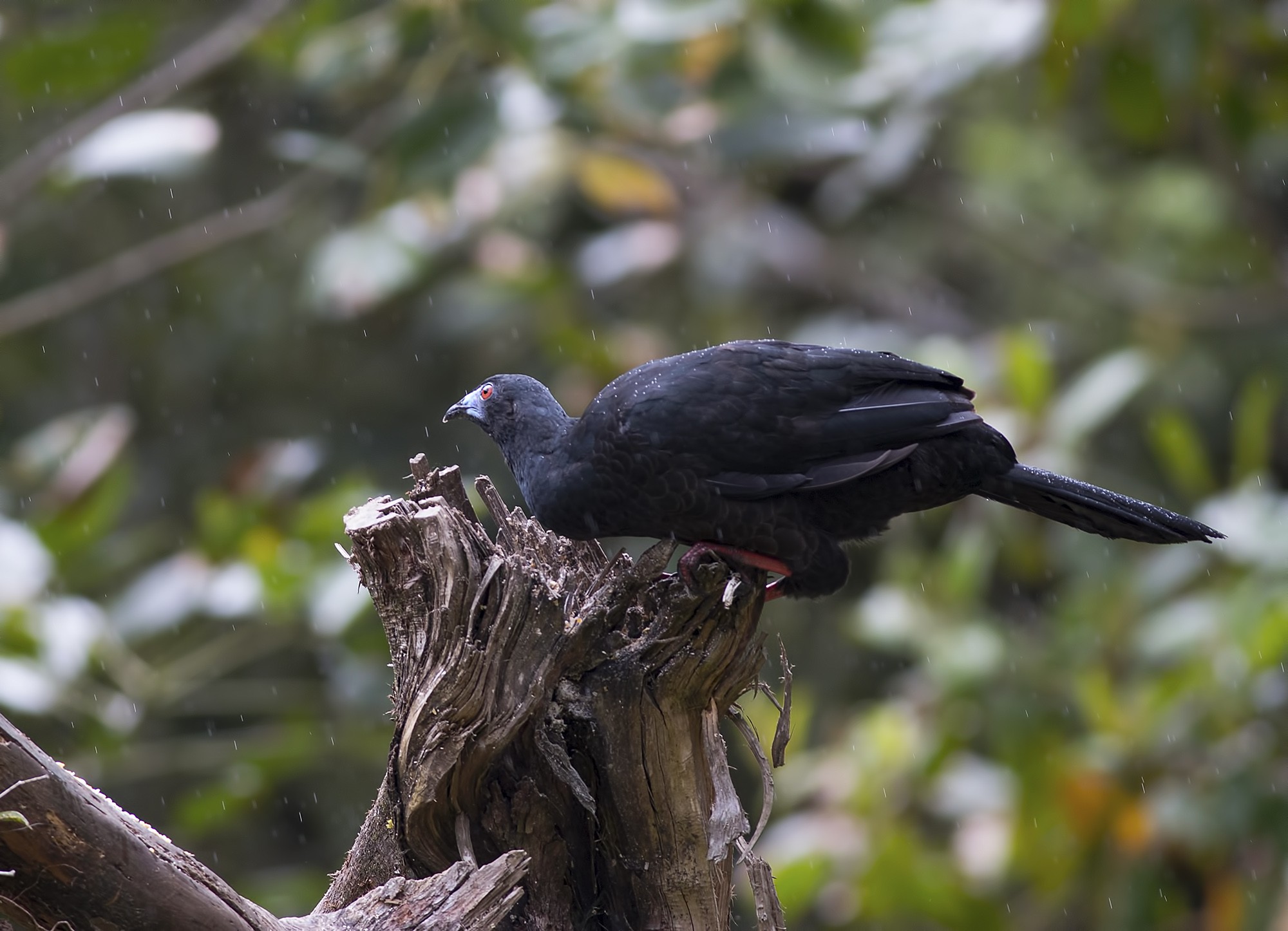 Black Guan