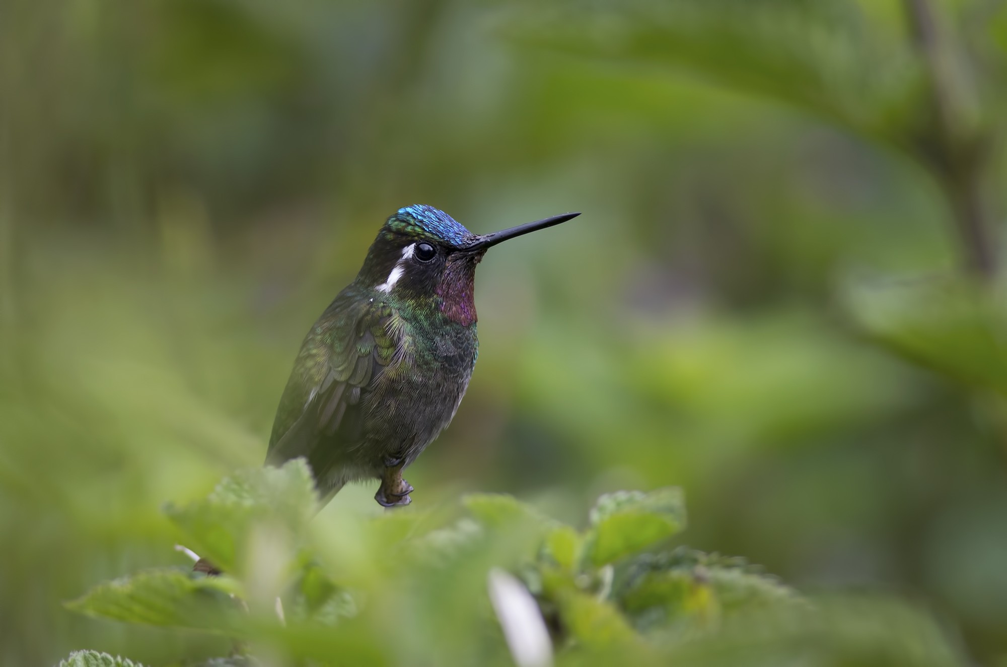 Purple-throated Mountain-gem