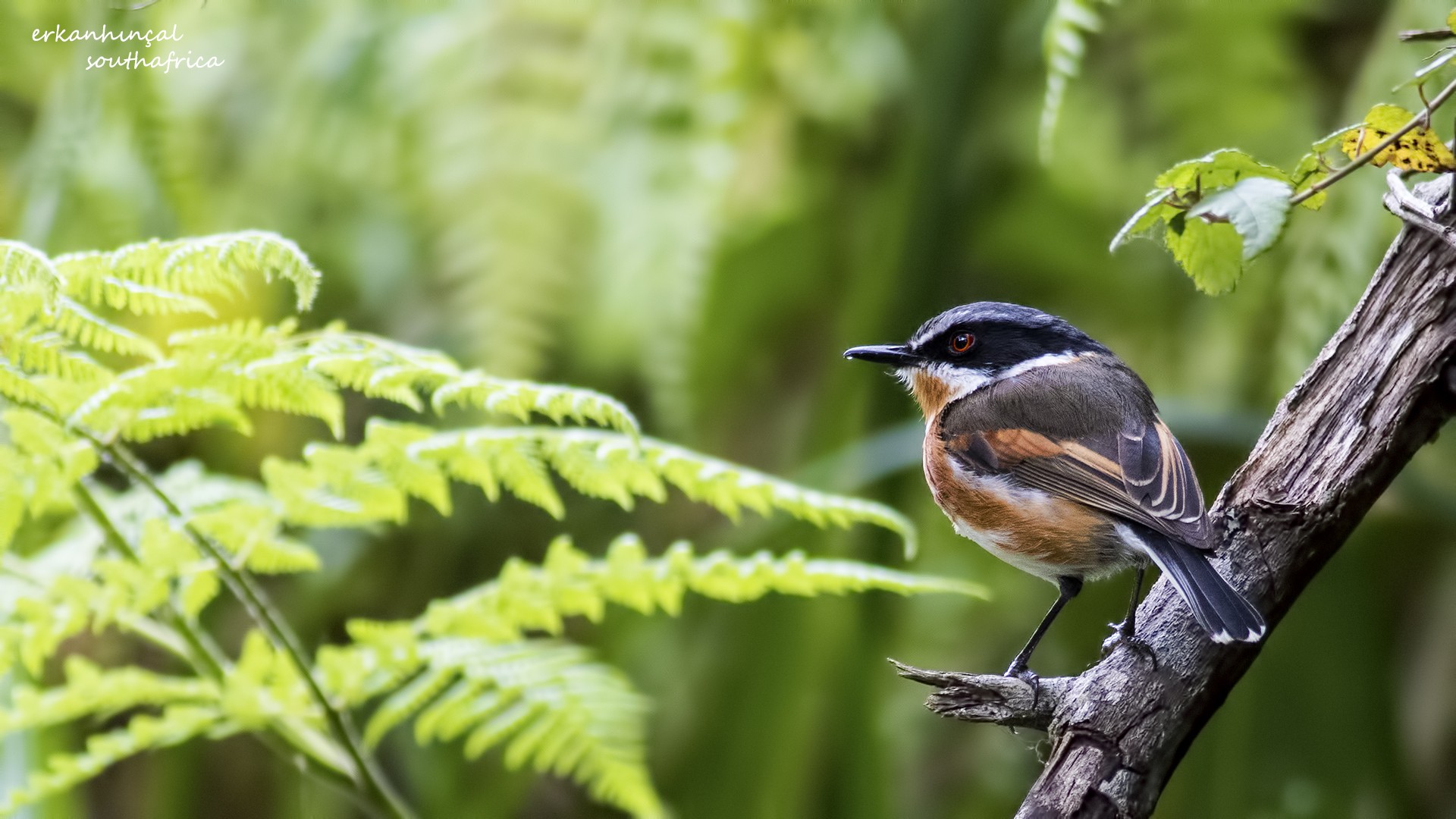Cape Batis