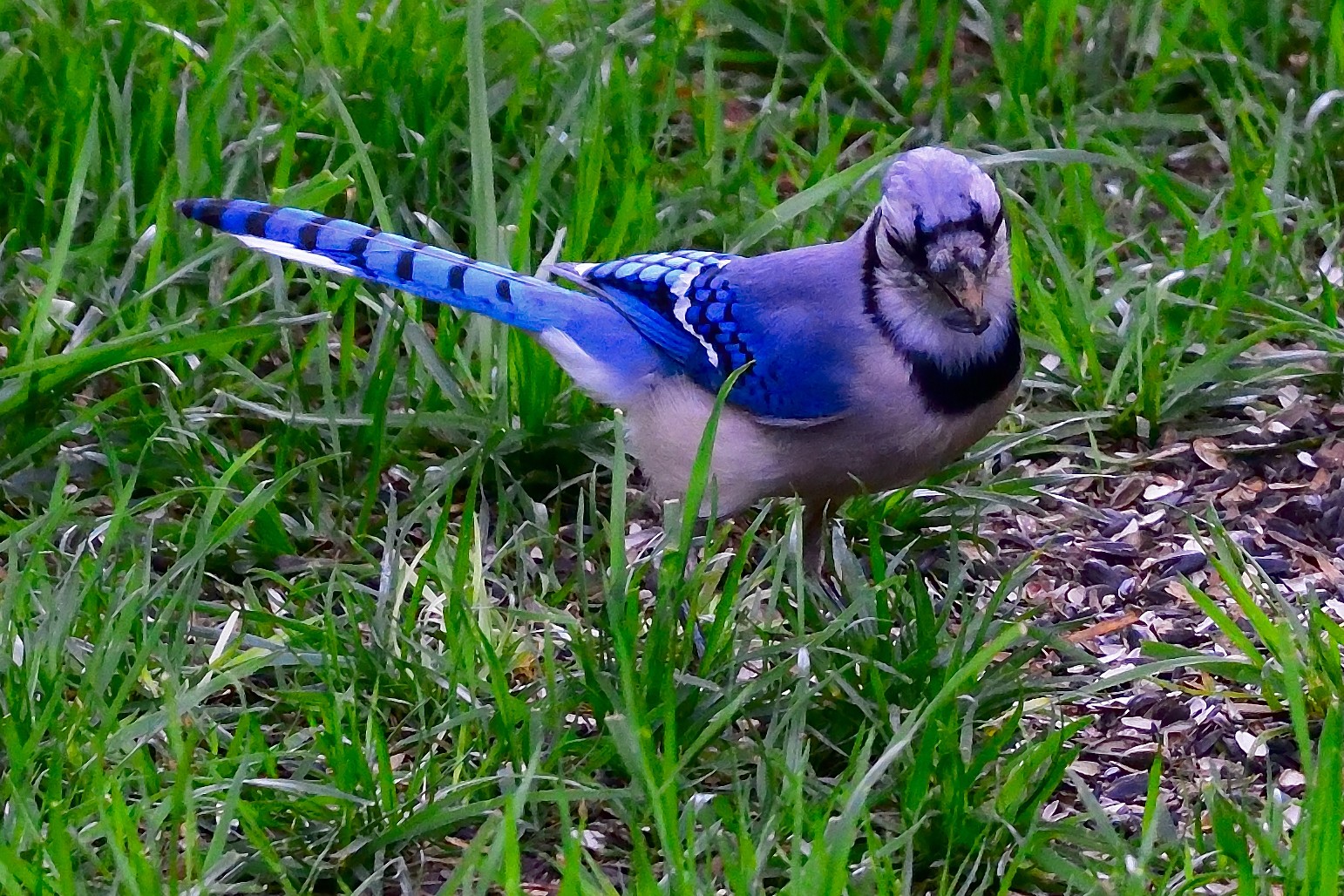 Blue Jay
