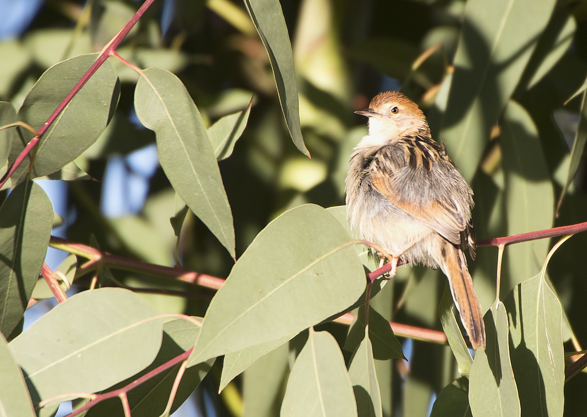 Ethiopian Cisticola