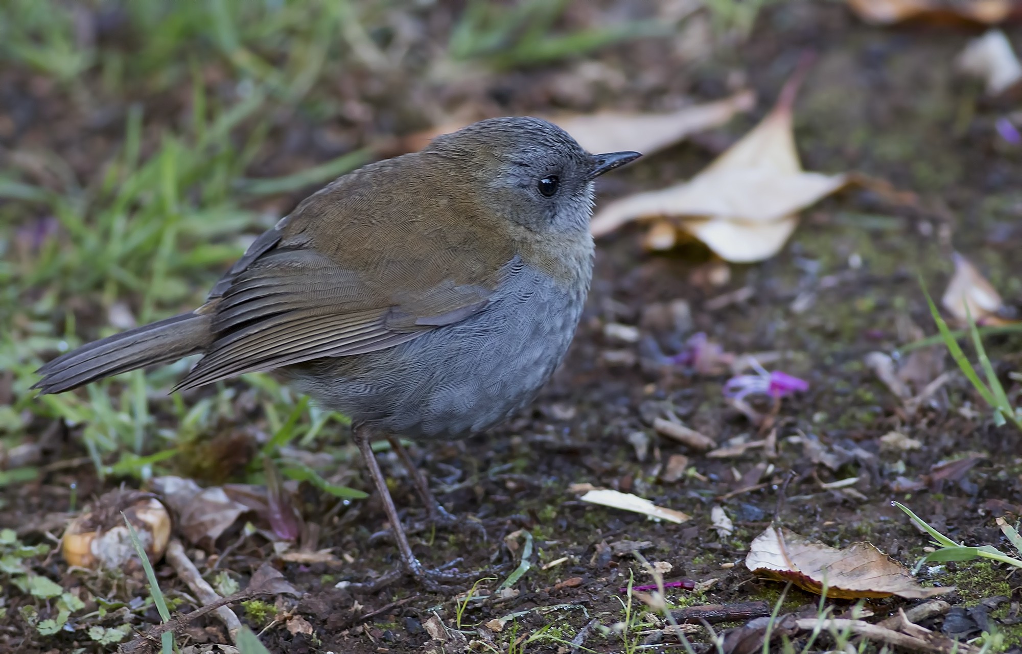 Black-billed Nightingale-thrush