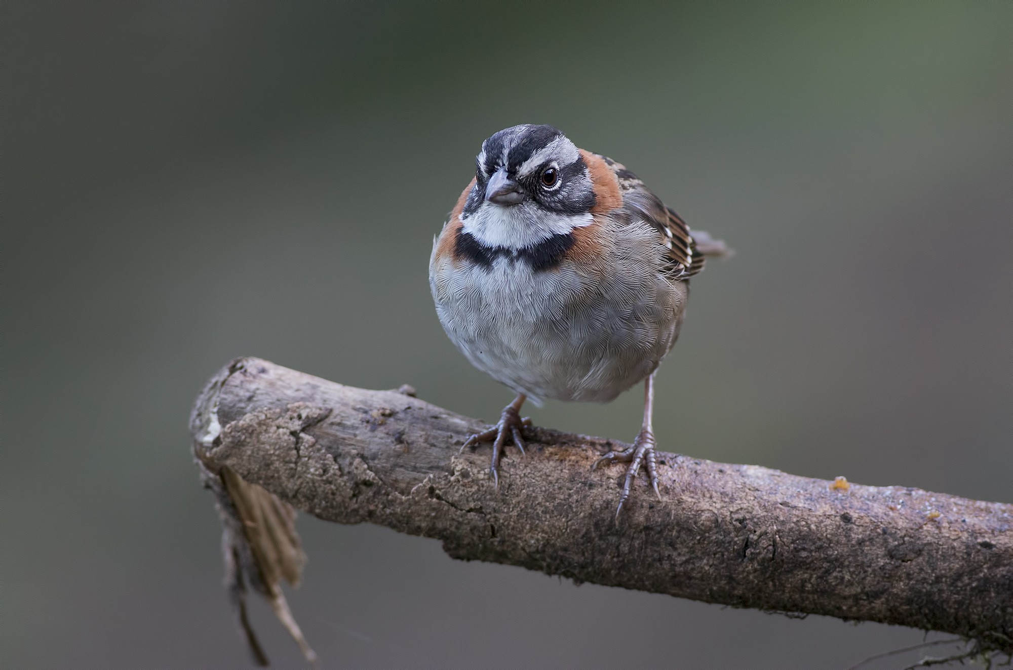 Rufous-collared Sparrow