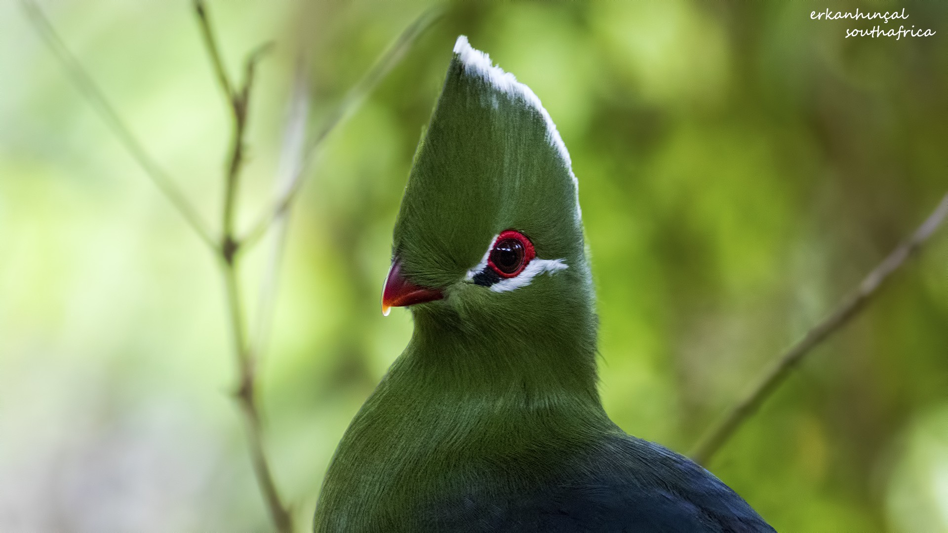 Knysna Turaco