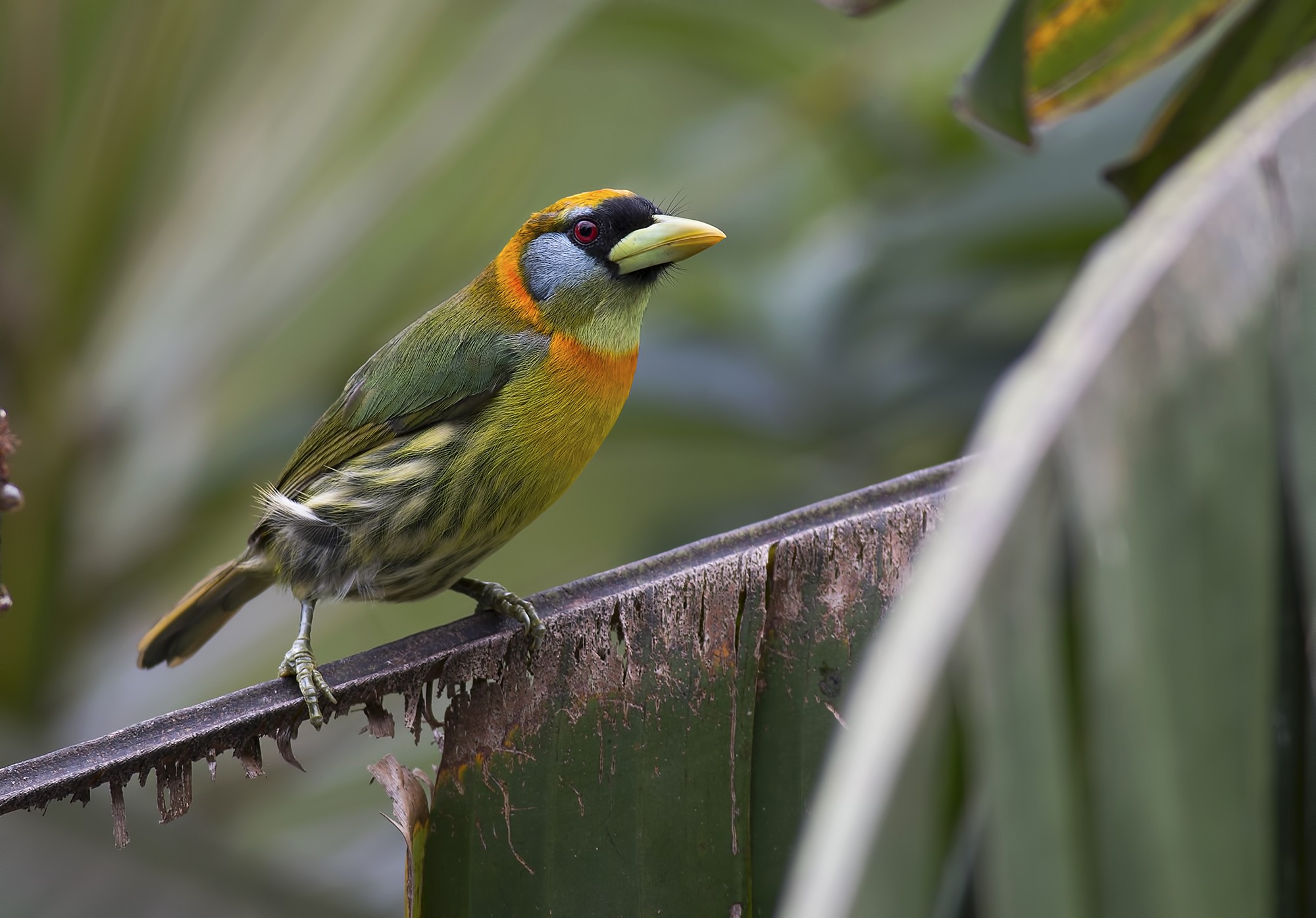 Red-headed Barbet