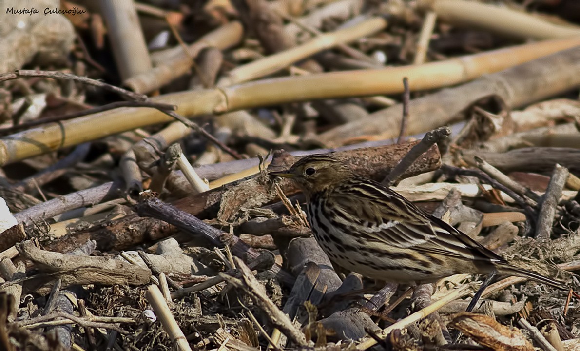 Kızılgerdanlı İncirkuşu