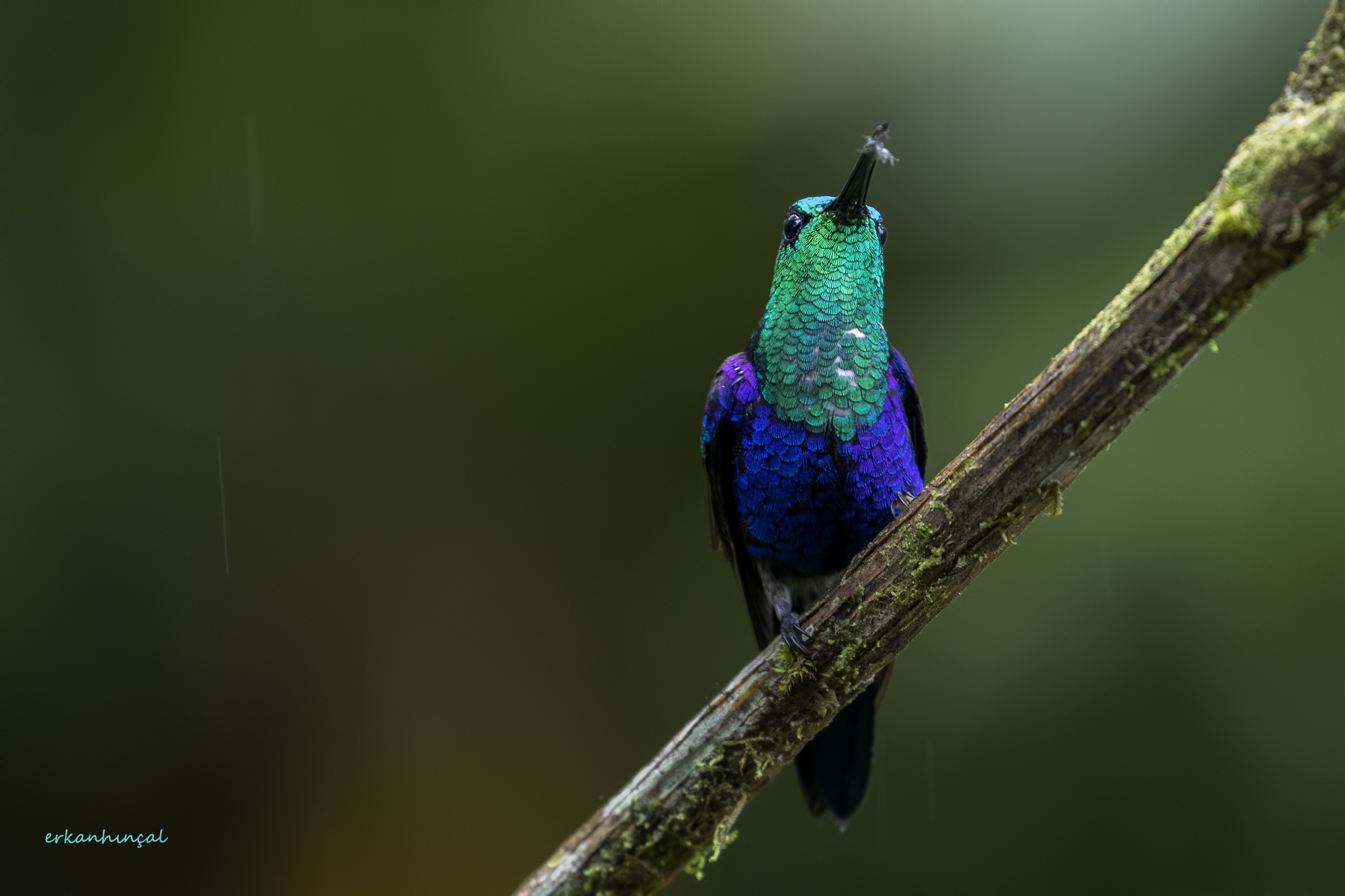 Green-crowned Woodnymph