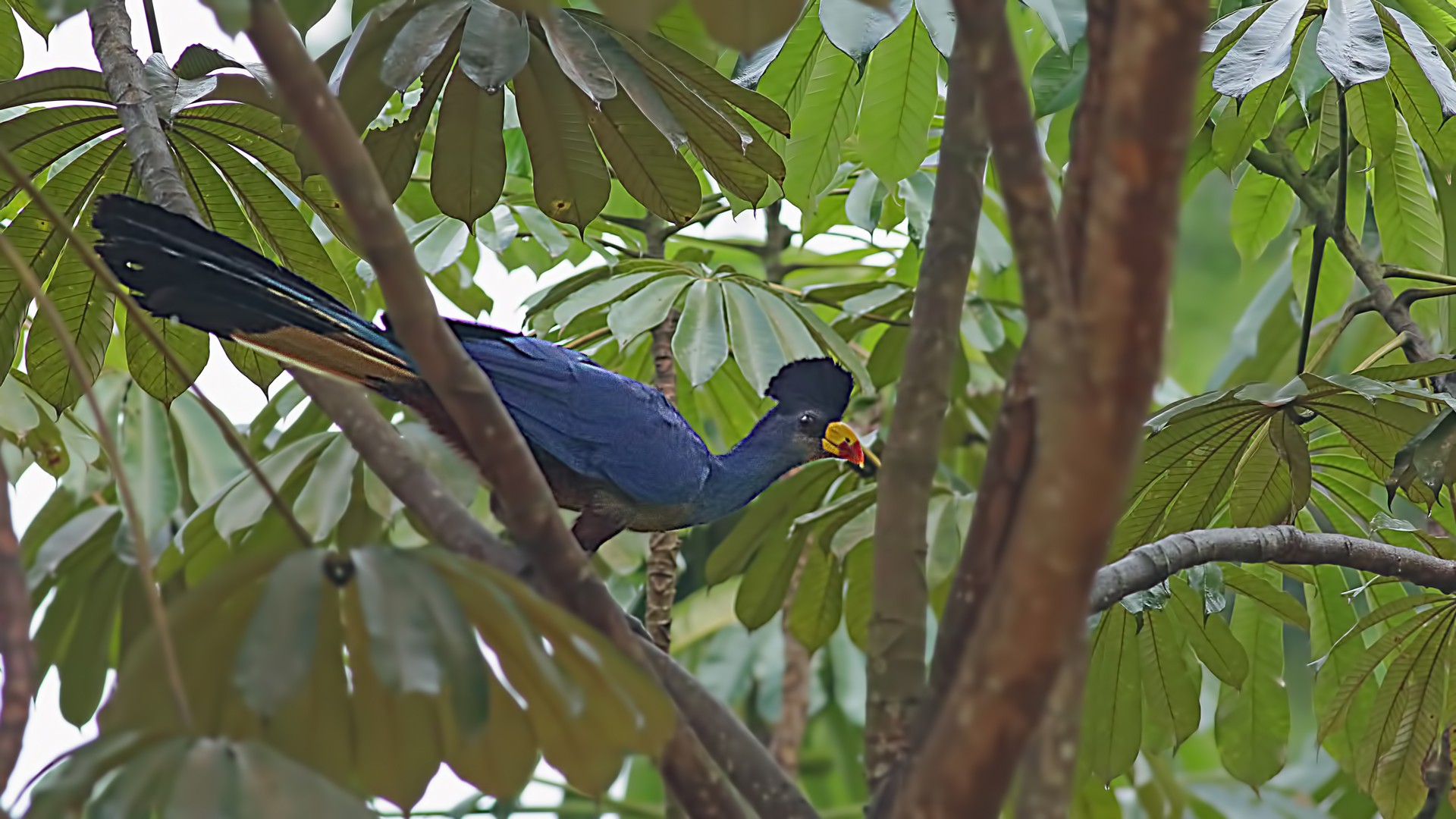 Great Blue Turaco