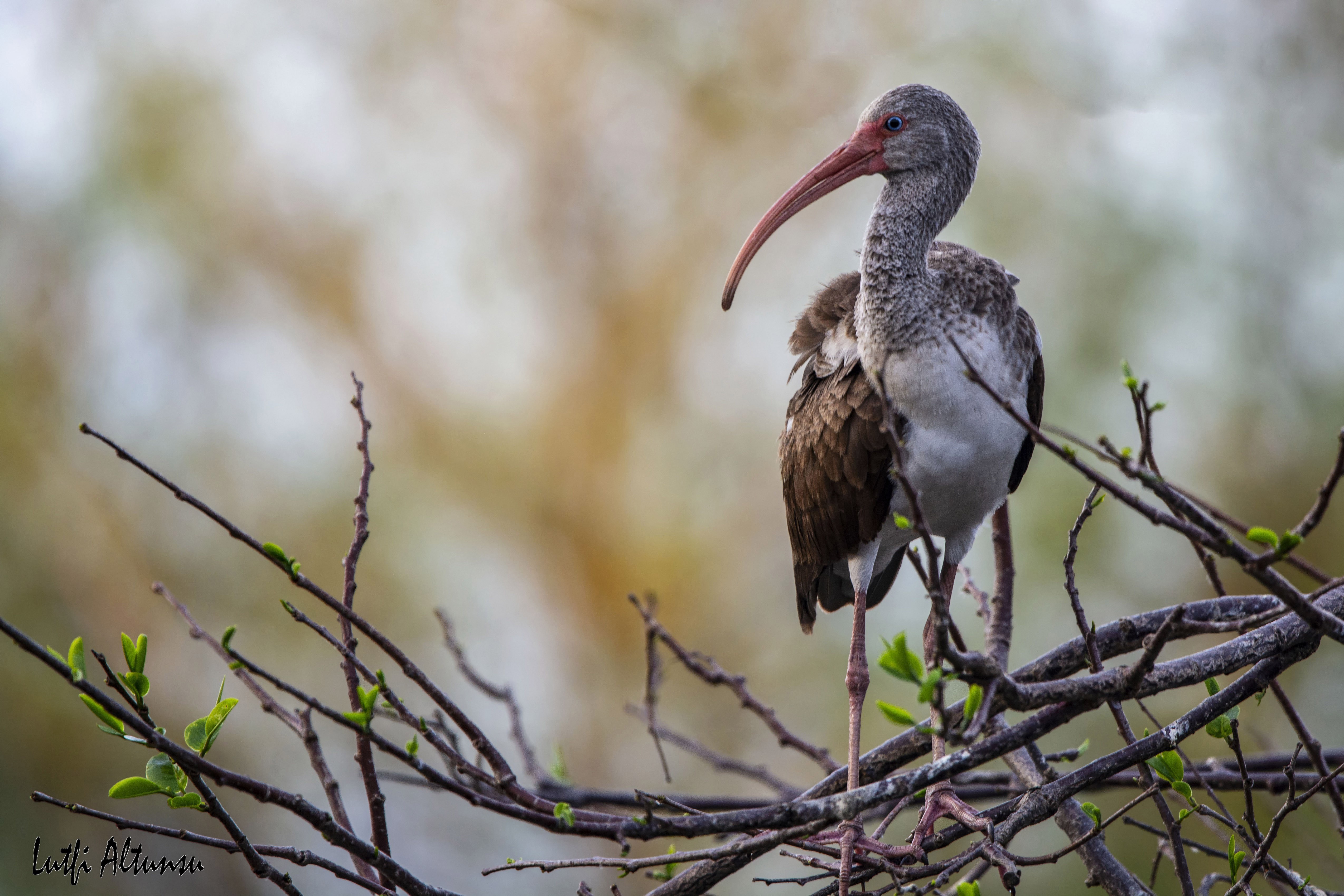 White Ibis