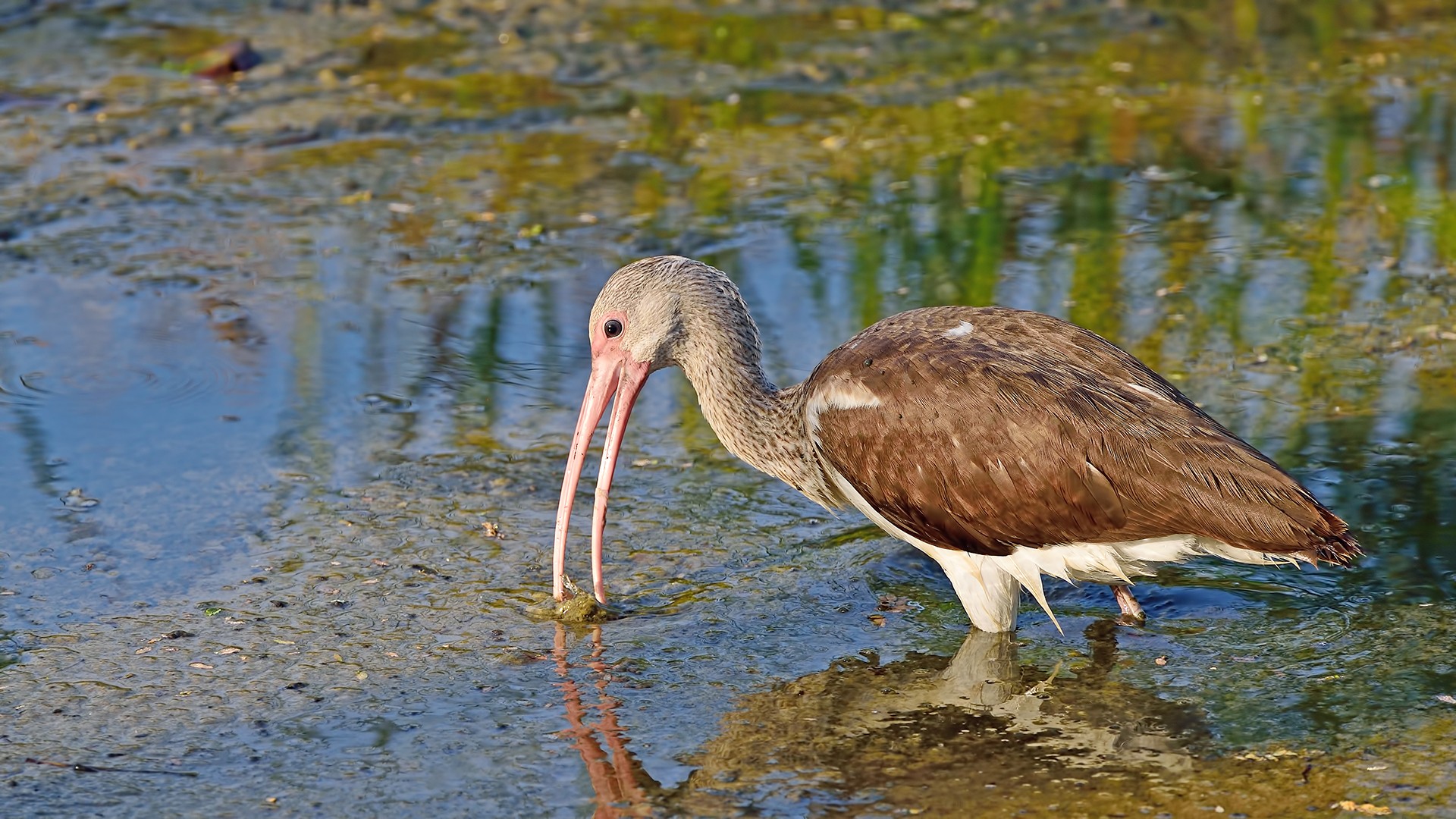 White Ibis