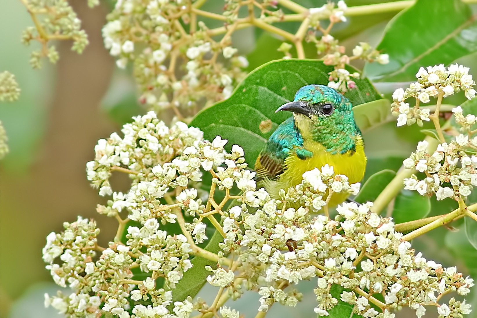 Collared Sunbird