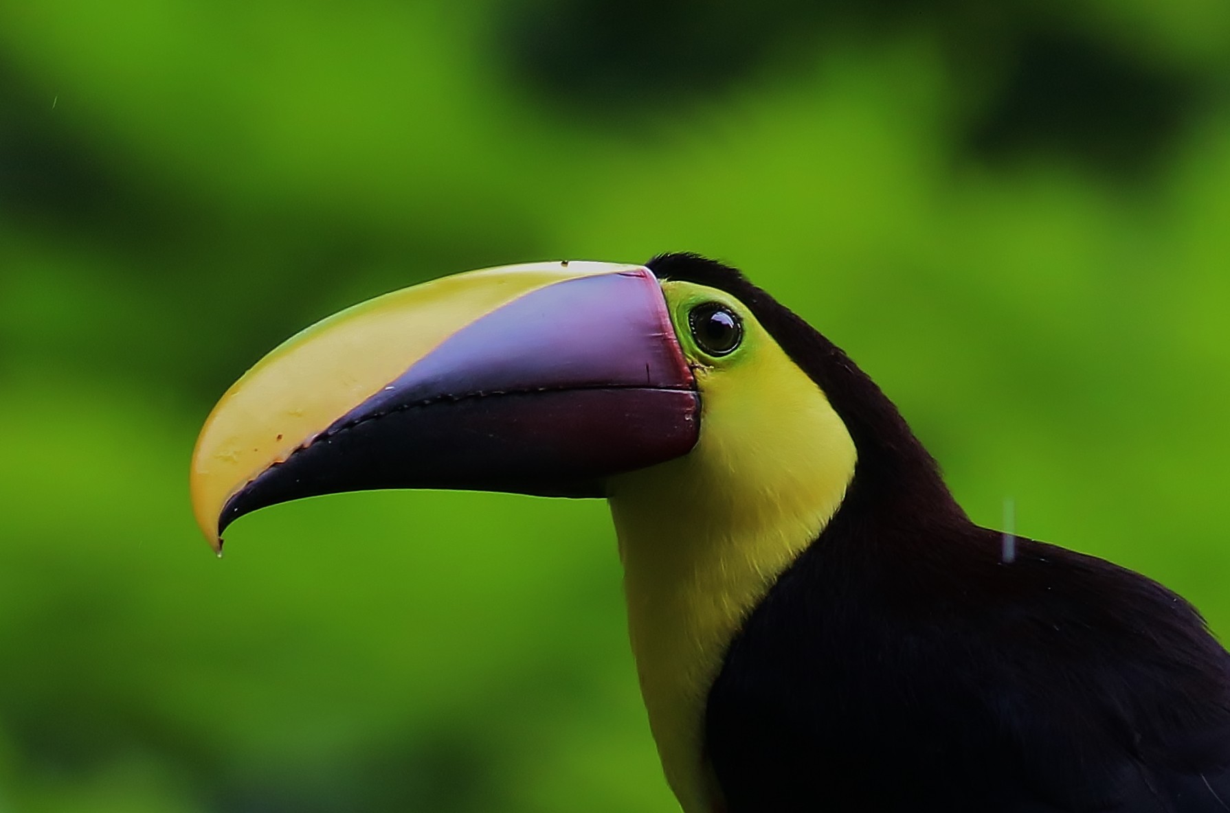 Yellow-throated Toucan