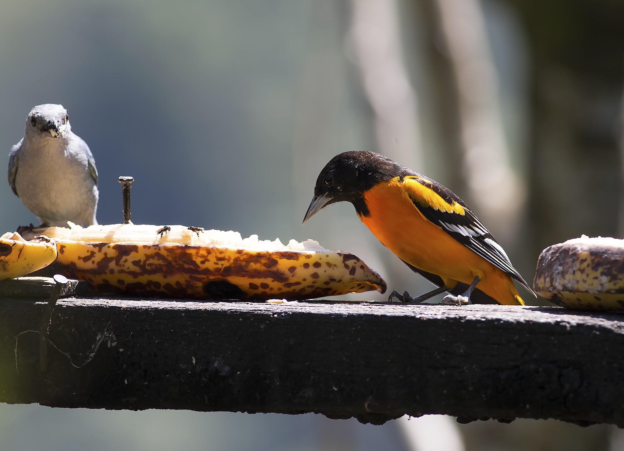 Baltimore Oriole