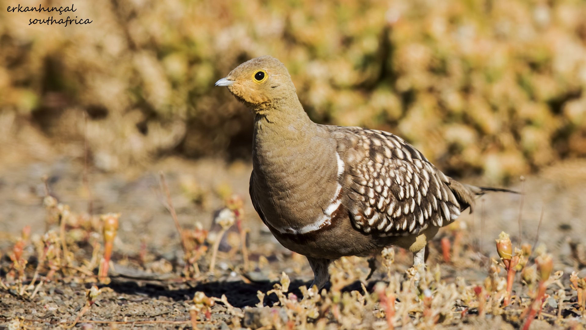 Namaqua Sandgrouse
