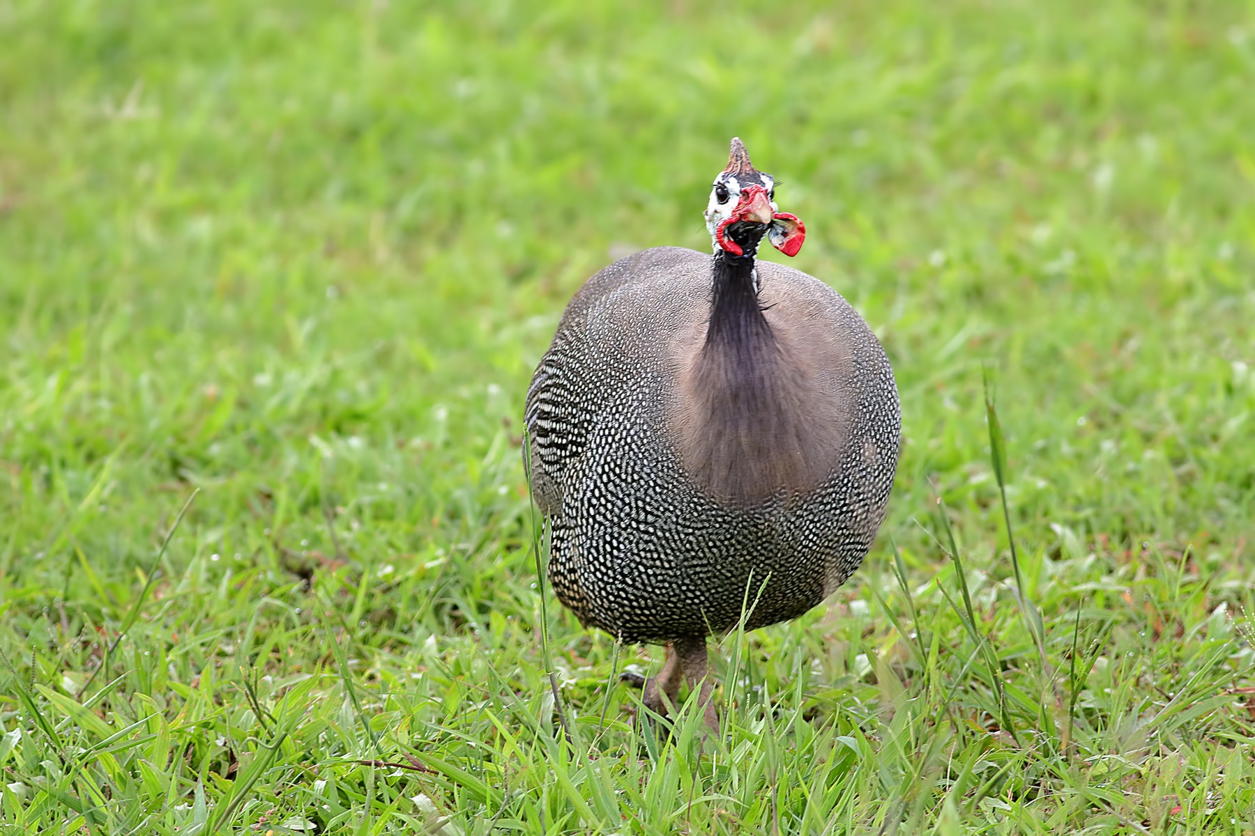 Helmeted Guineafowl