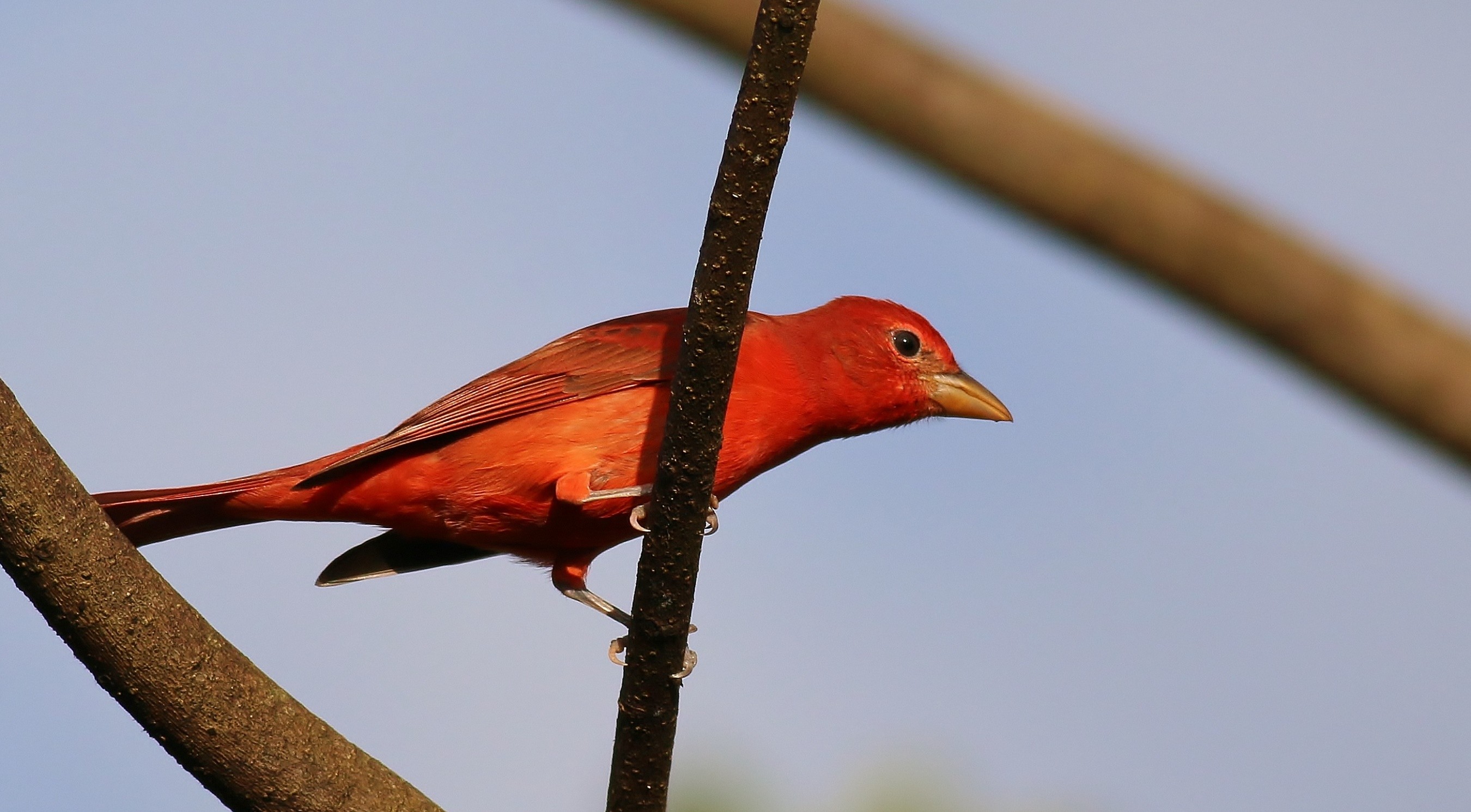 Summer Tanager