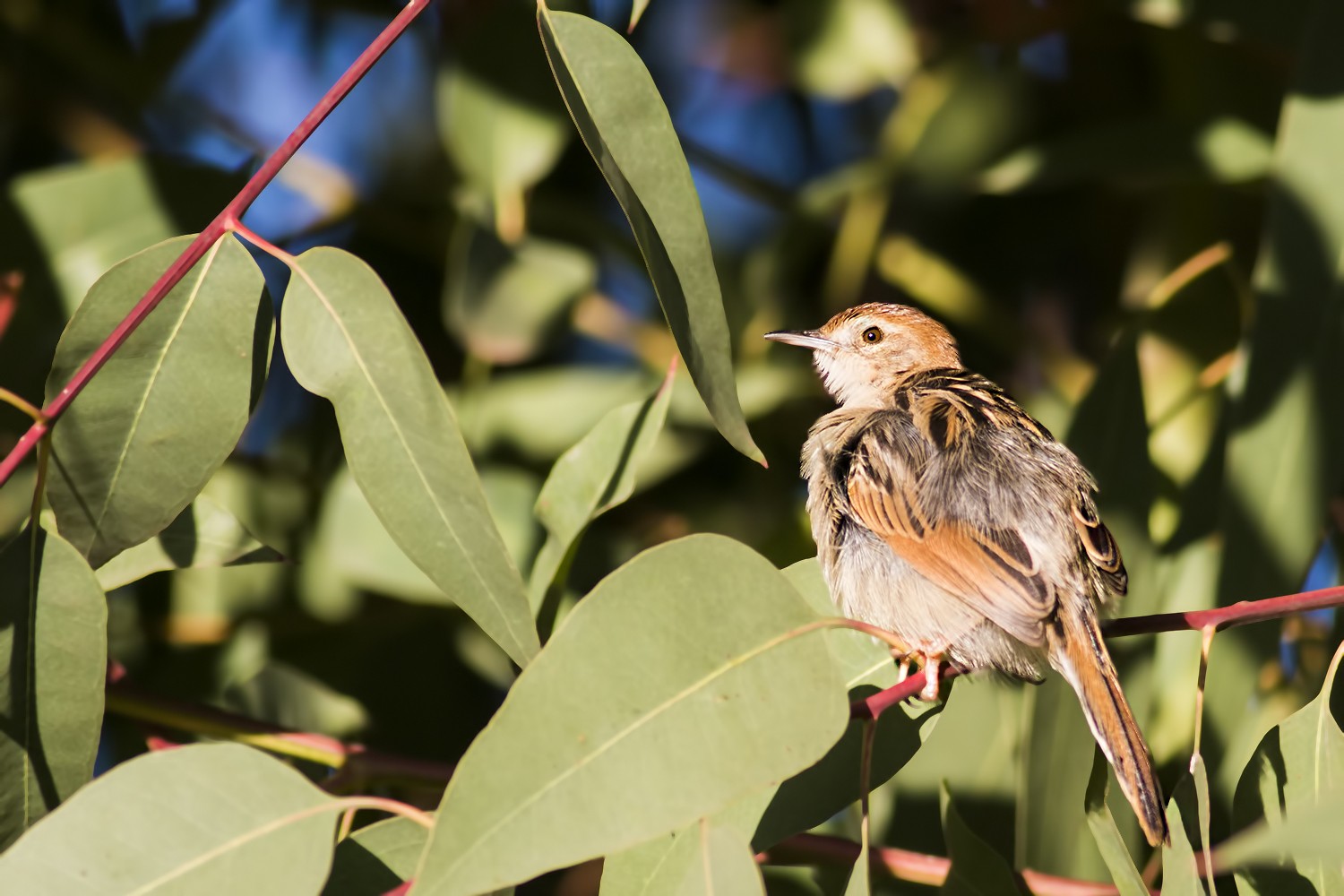 Ethiopian Cisticola