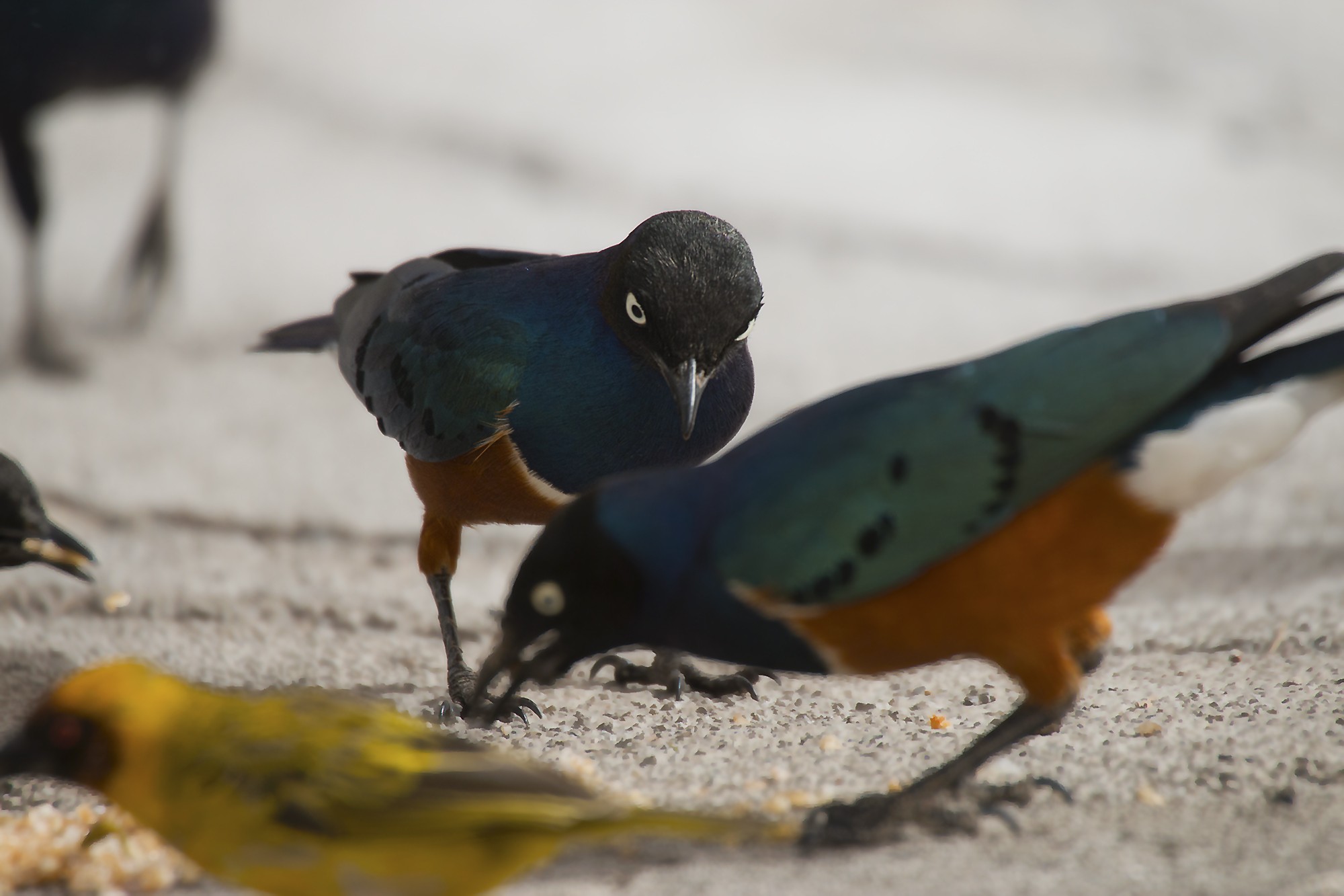 Superb Starling