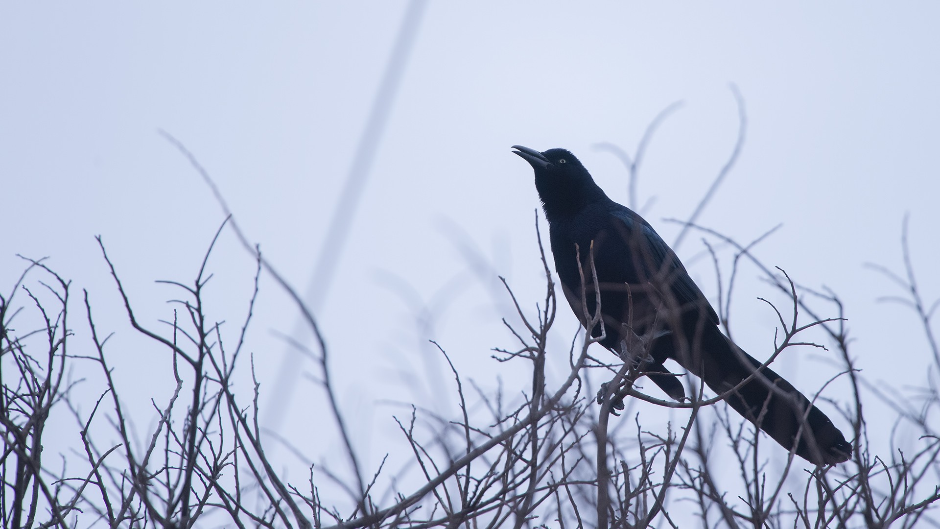 Great-tailed Grackle