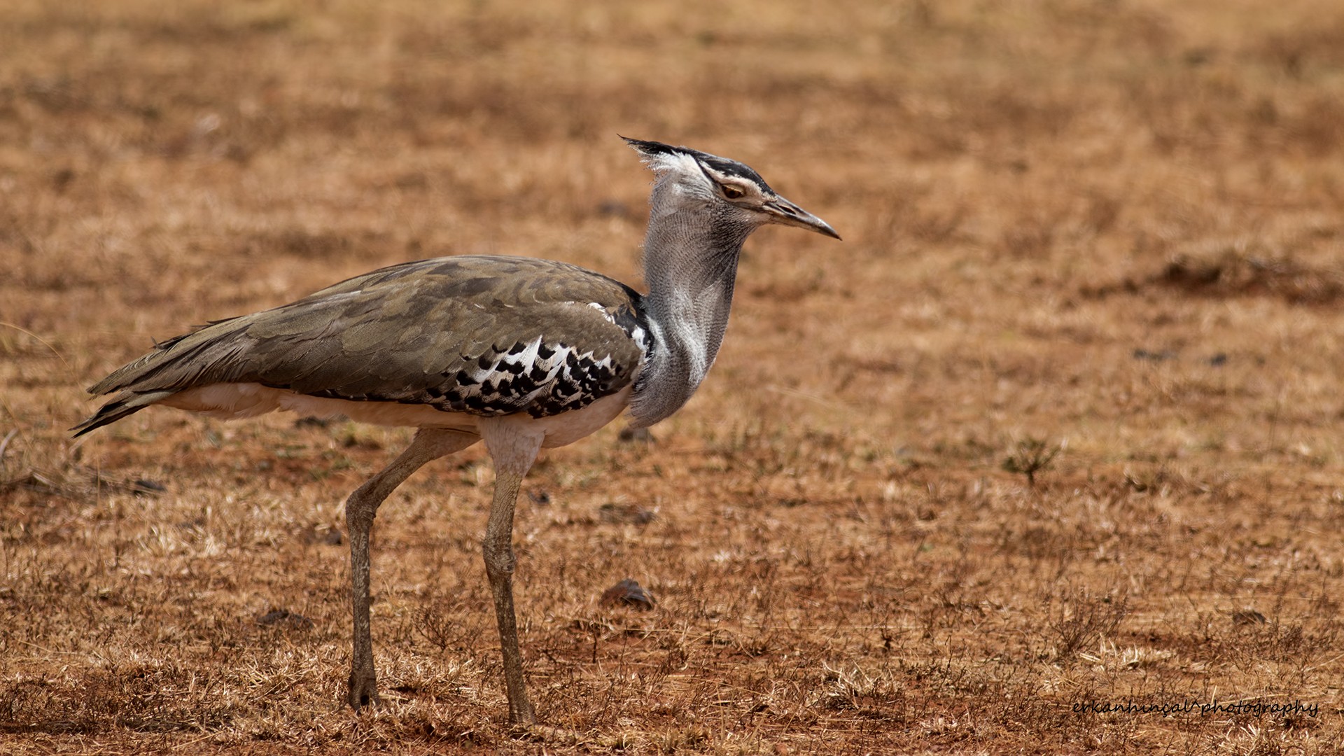 Kori Bustard