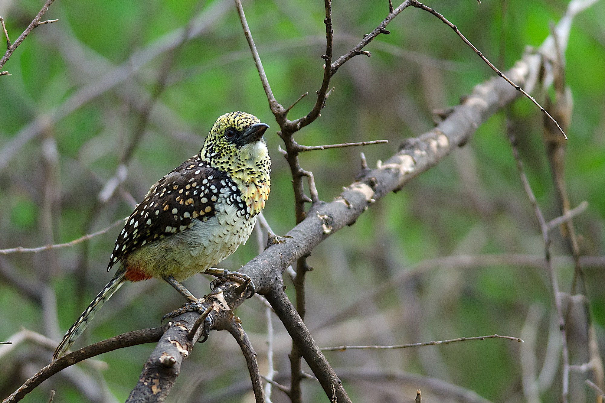 Red-and-yellow Barbet