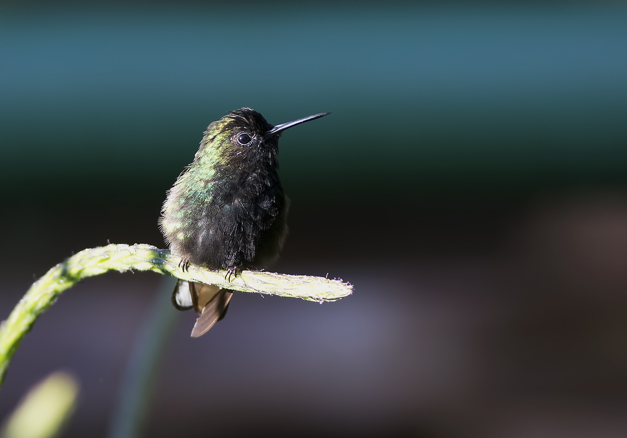 Black-bellied Hummingbird