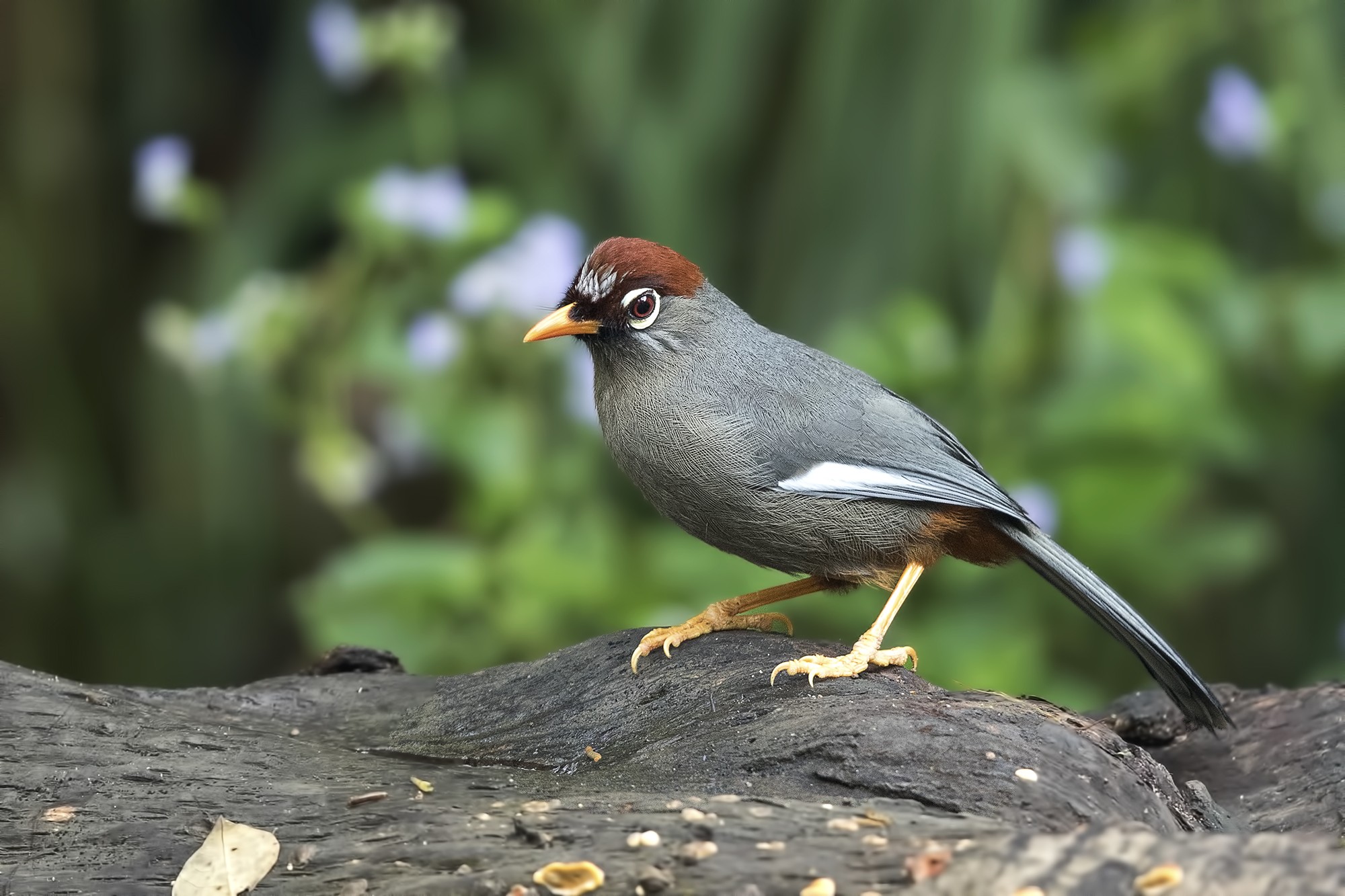 Chestnut-capped Thrush