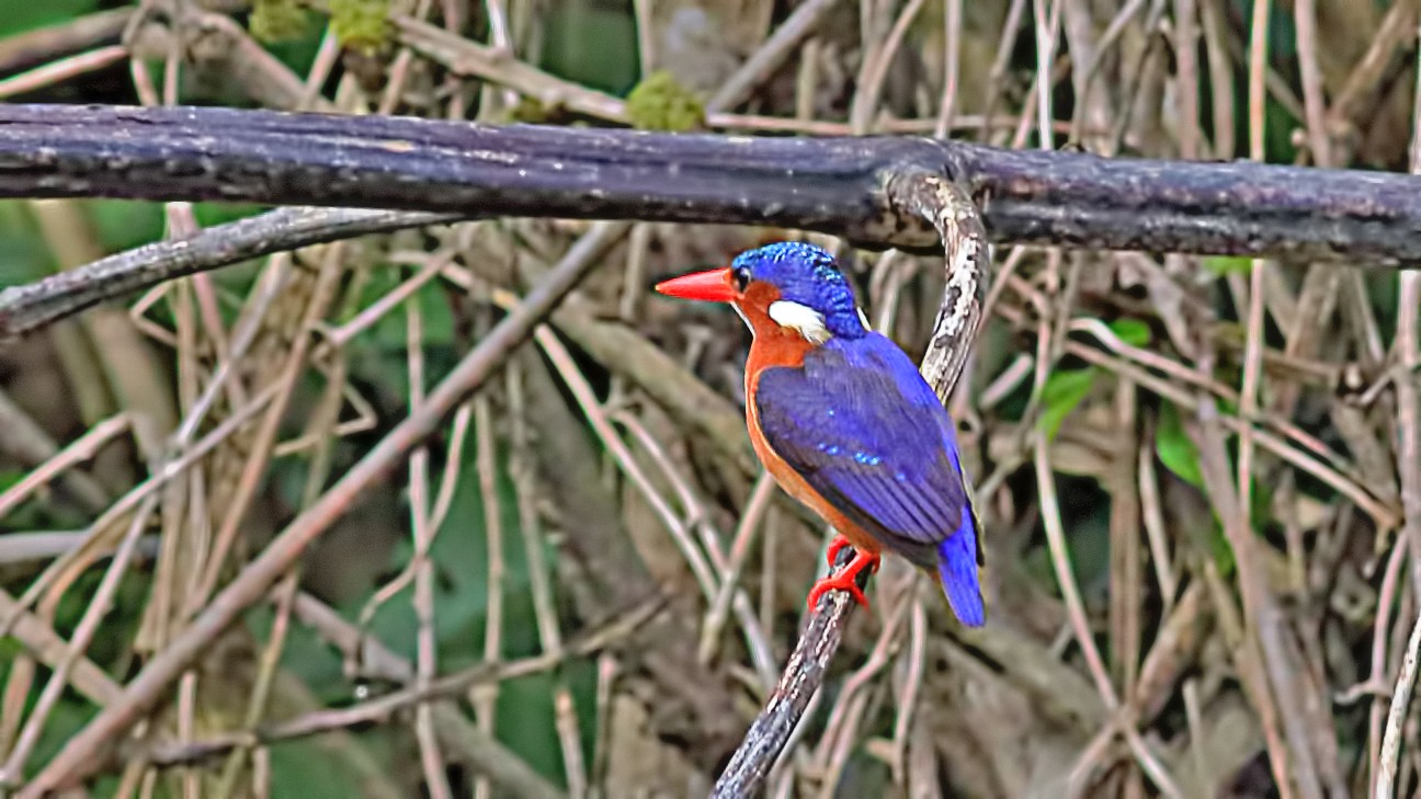 Malachite Kingfisher
