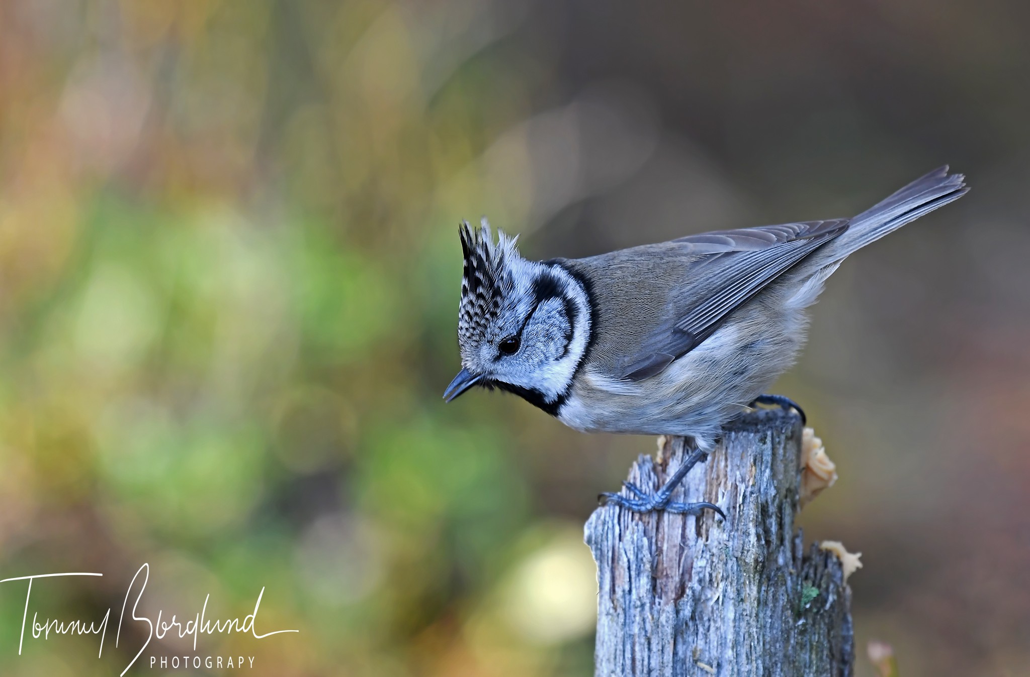 European Crested Tit