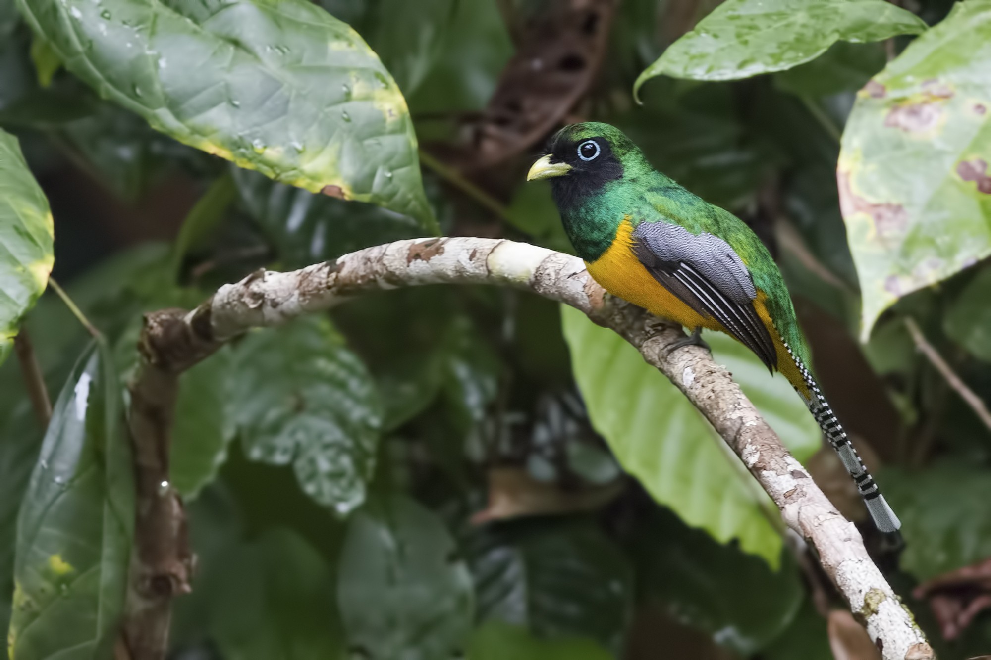 Black-throated Trogon