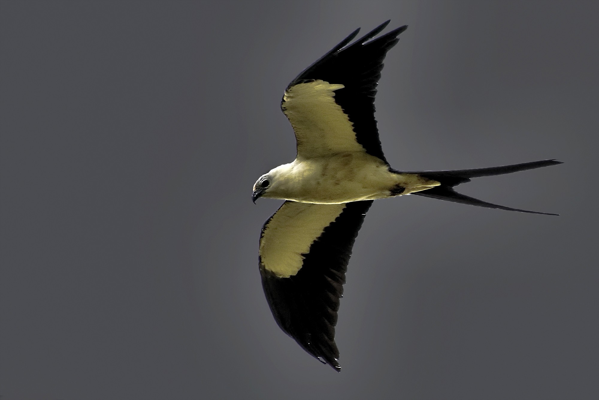 Swallow-tailed Kite