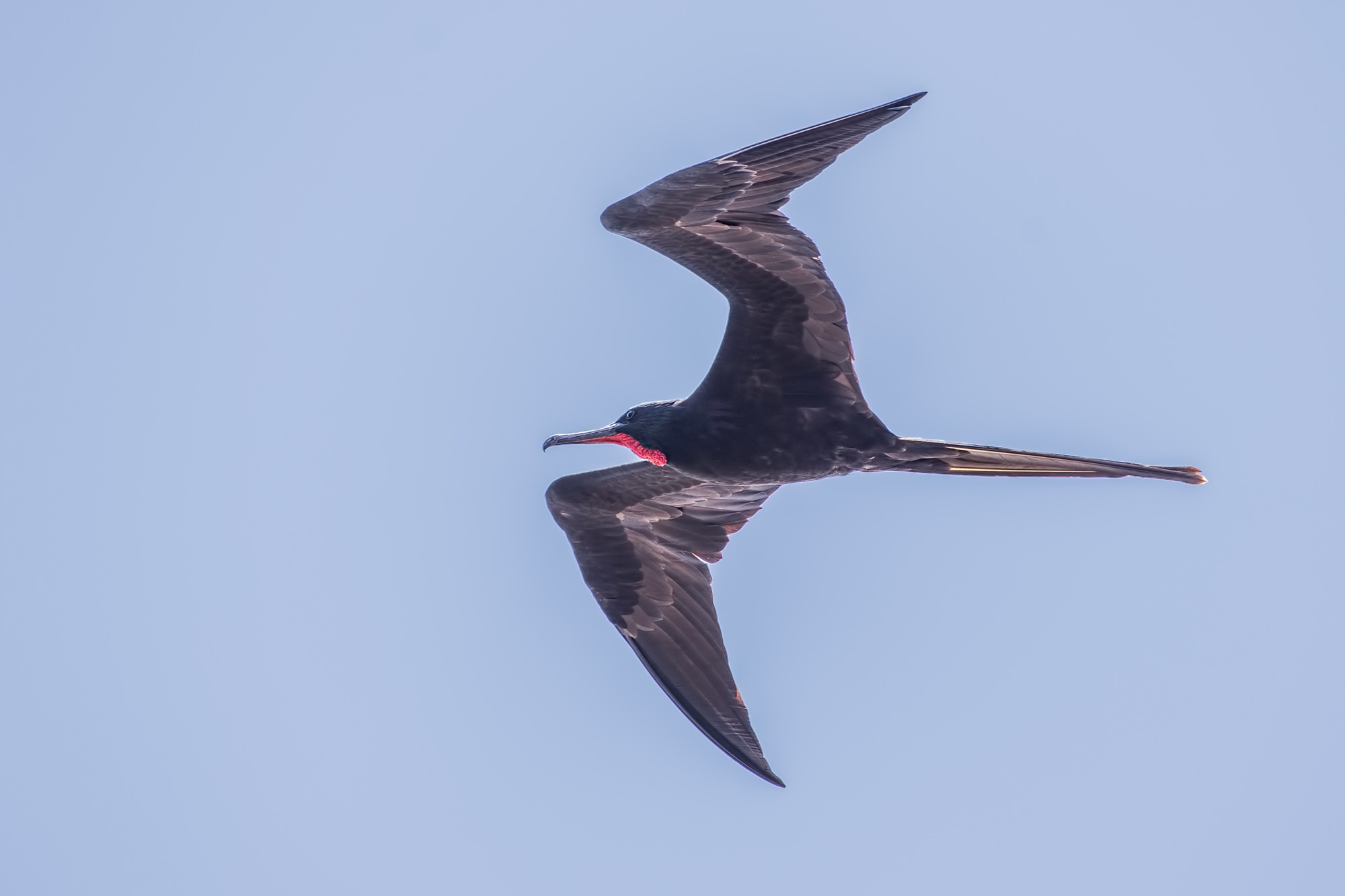 Magnificent Frigatebird