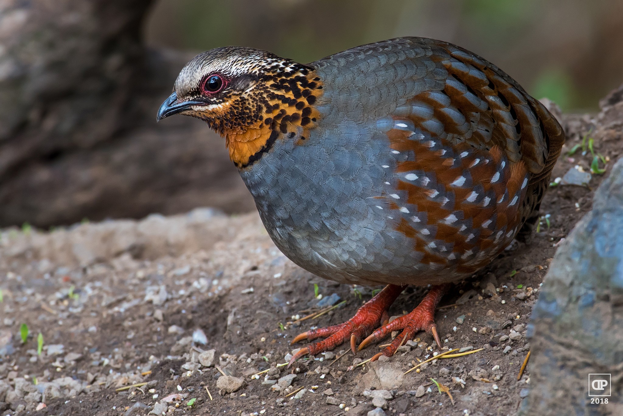 Rufous-throated Partridge