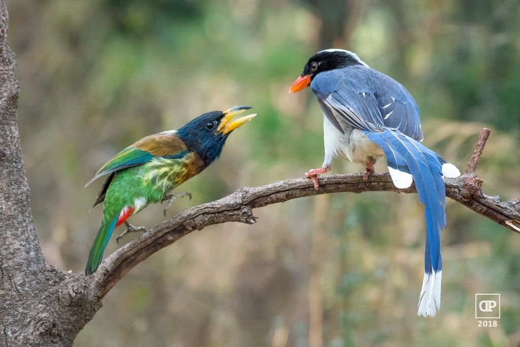 Great Barbet