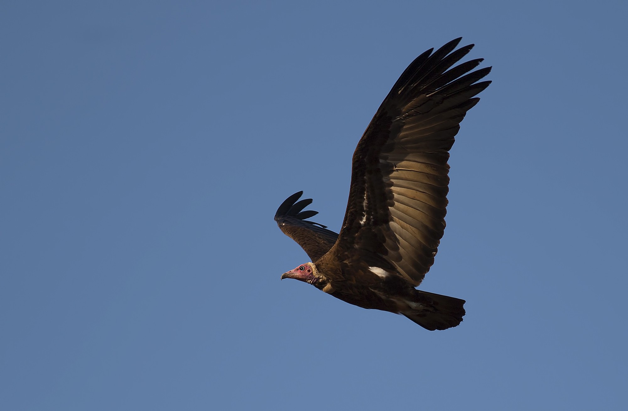 Hooded Vulture