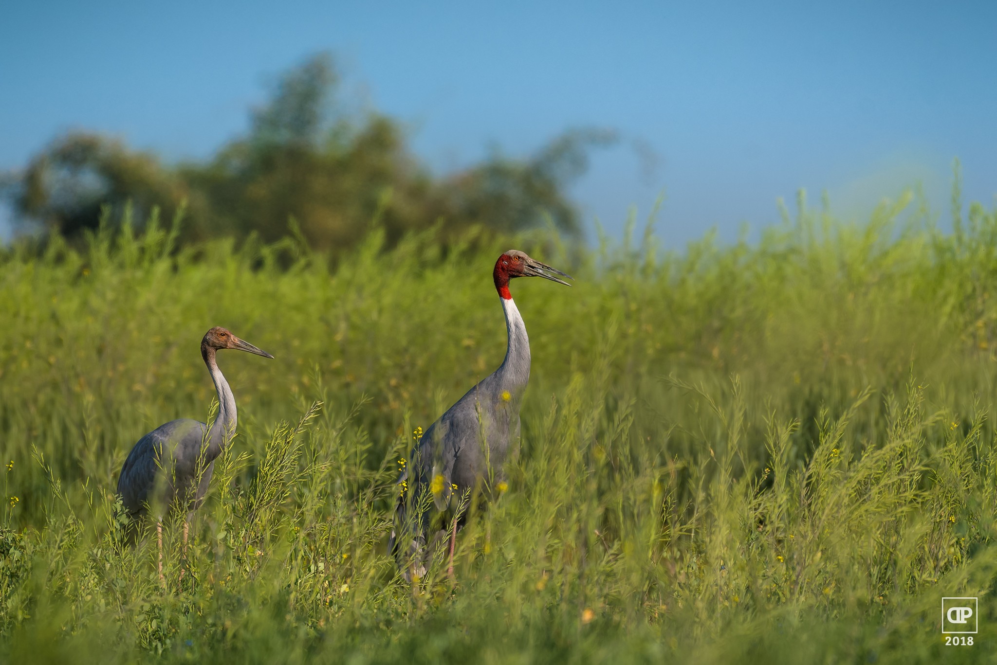 Sarus Crane