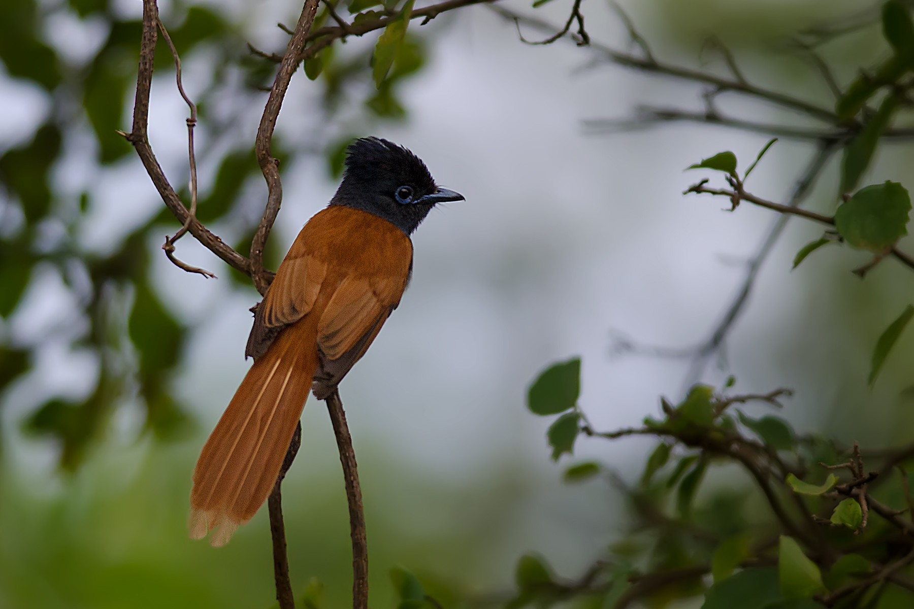 African Paradise-flycatcher