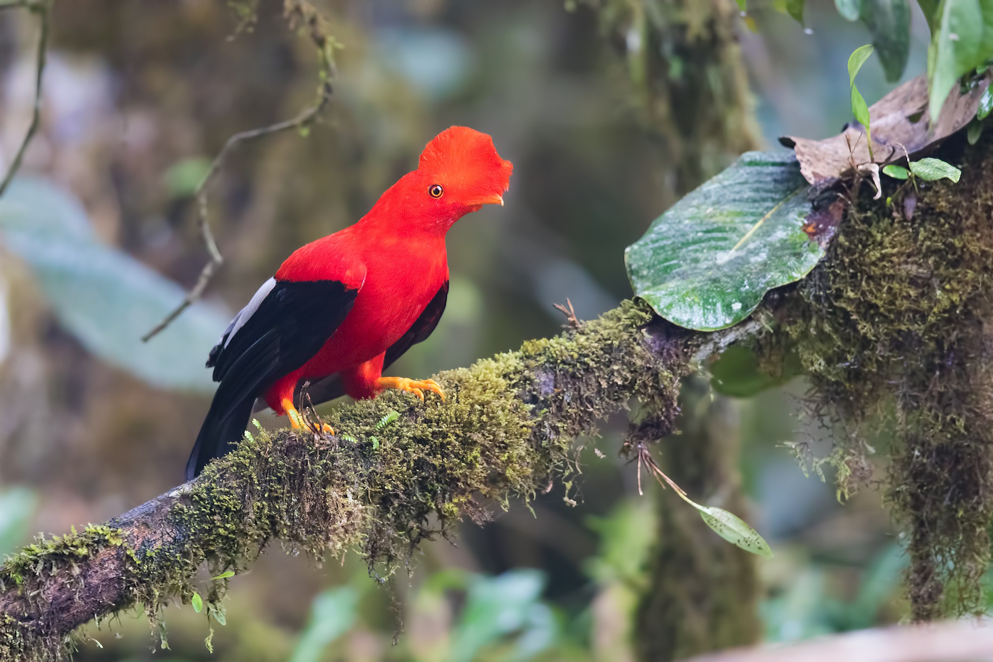 Andean Cock-of-the-rock