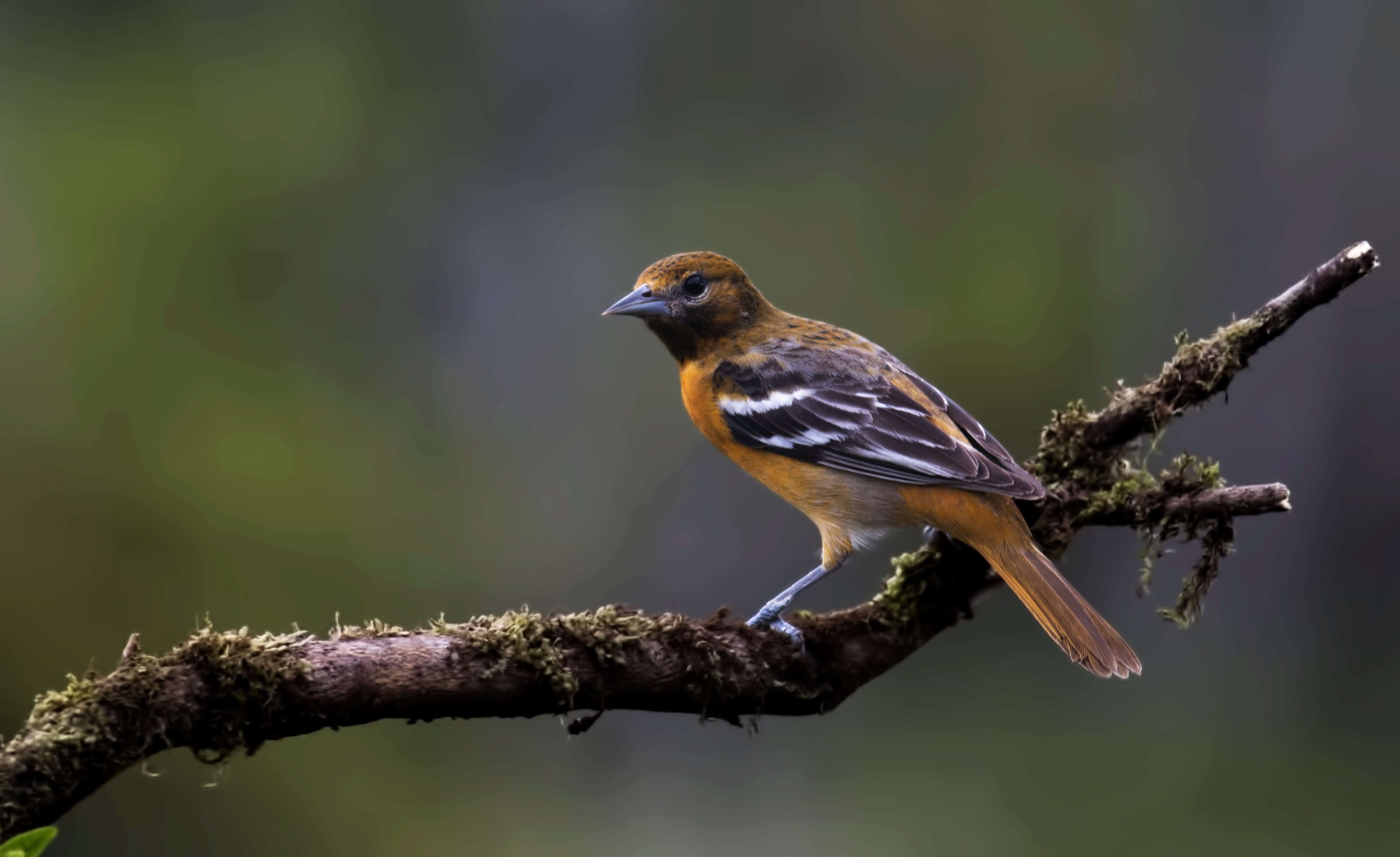 Baltimore Oriole