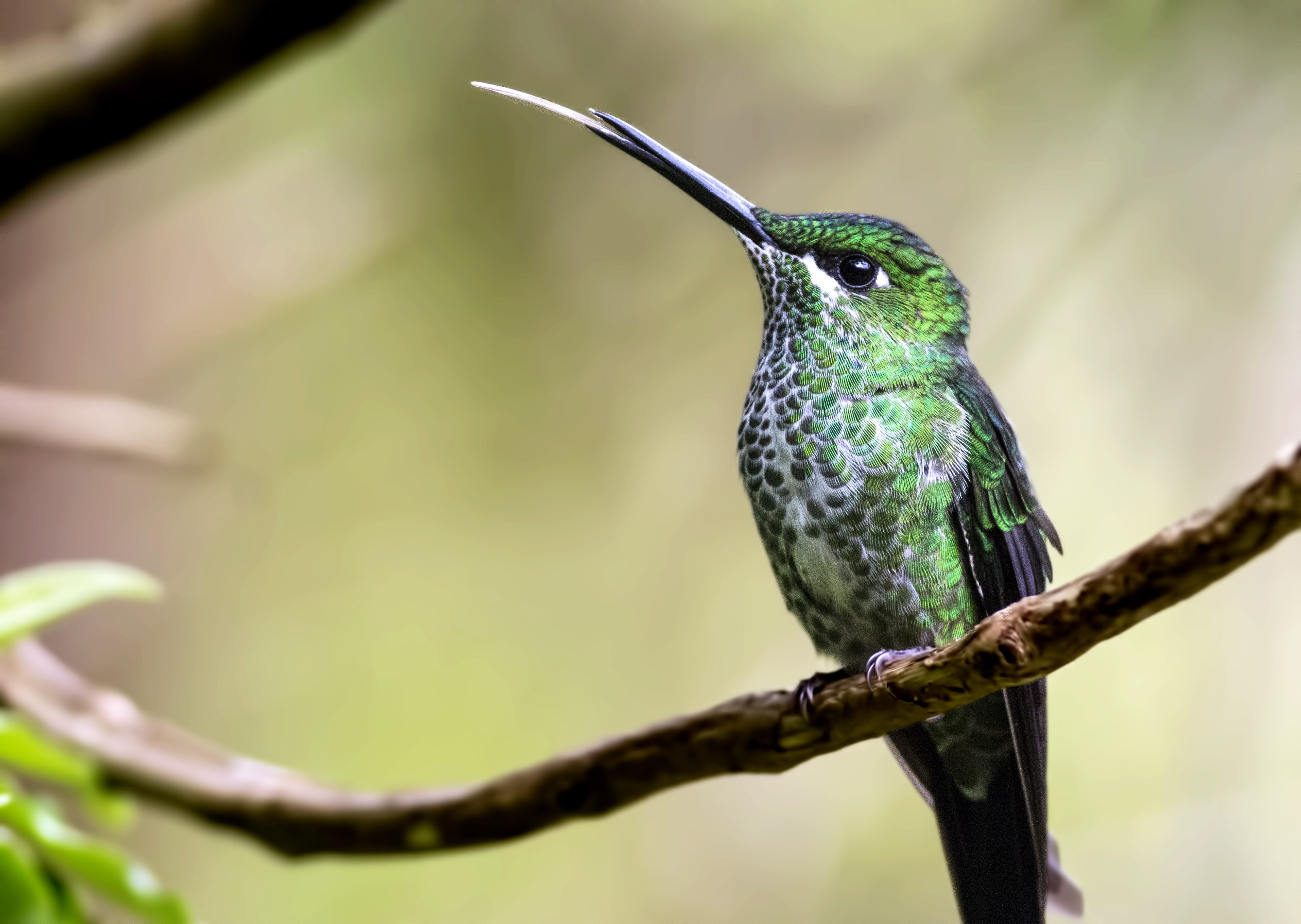 Green-crowned Brilliant