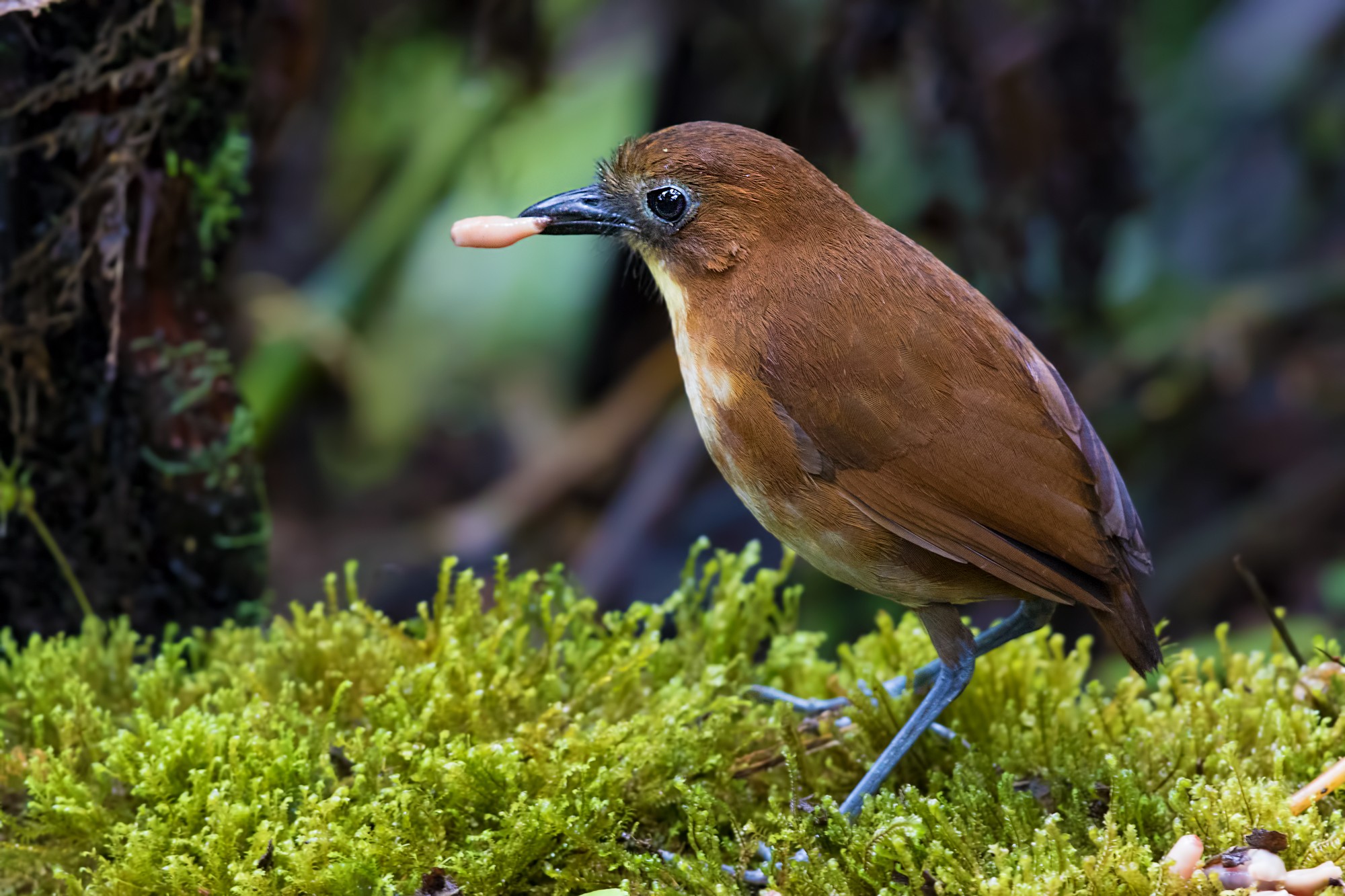 Yellow-breasted Antpitta