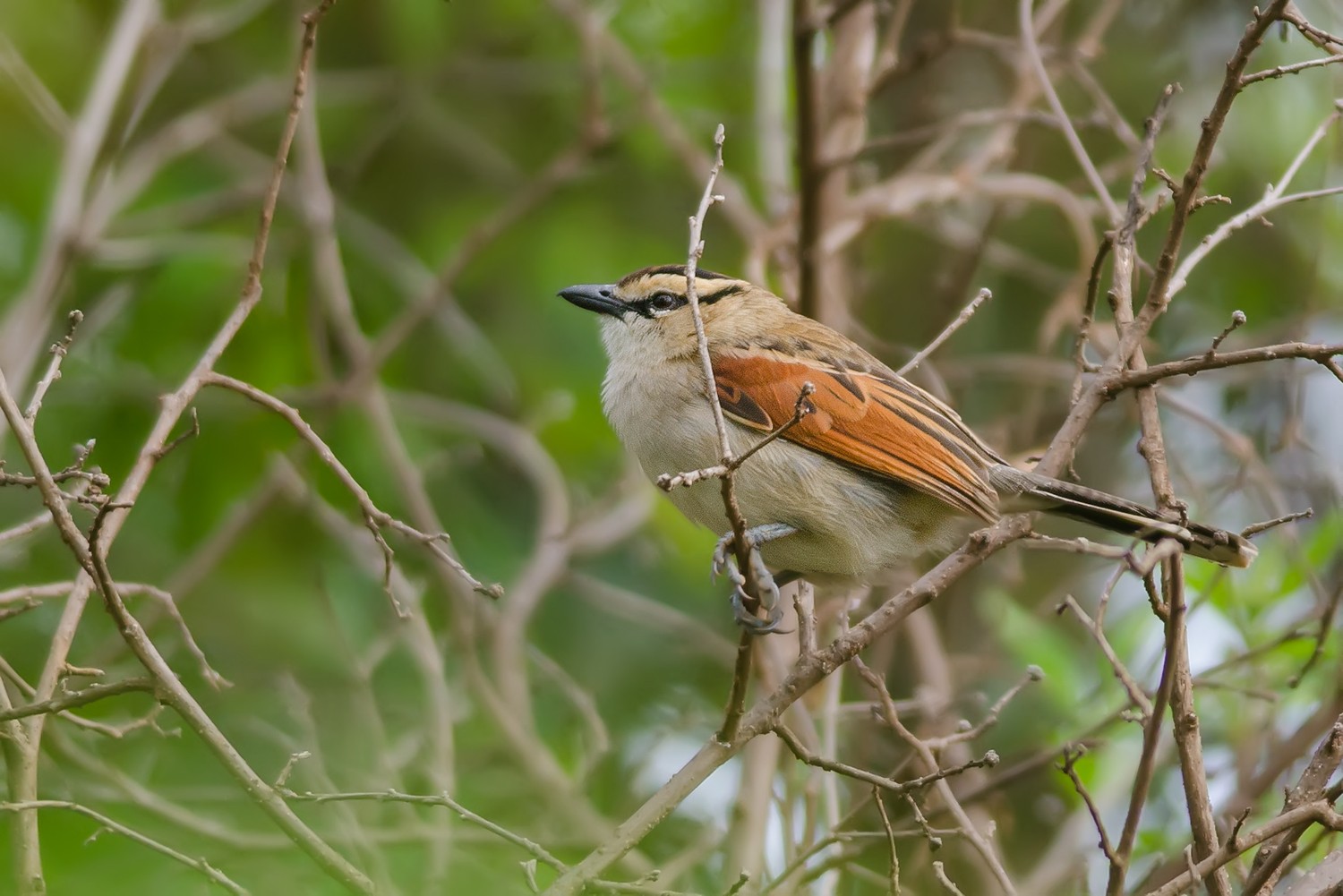 Brown-crowned Tchagra