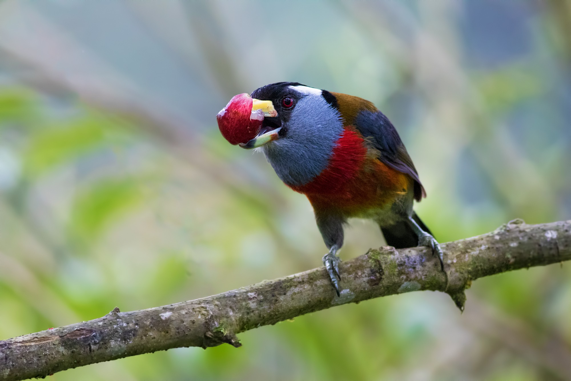 Toucan Barbet
