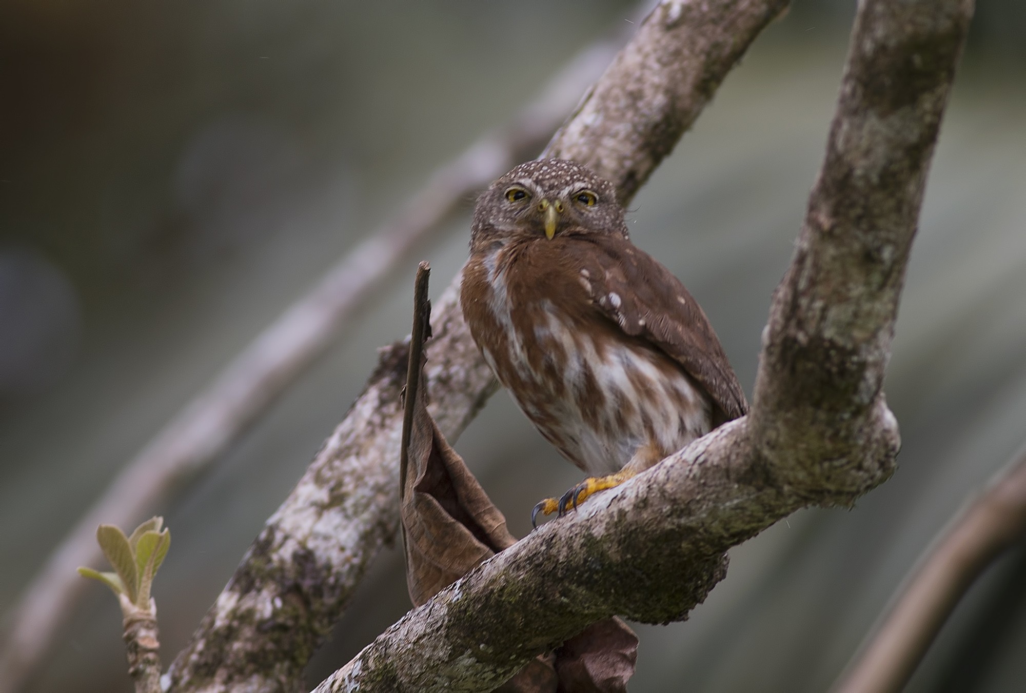 Ferruginous Pygmy-owl