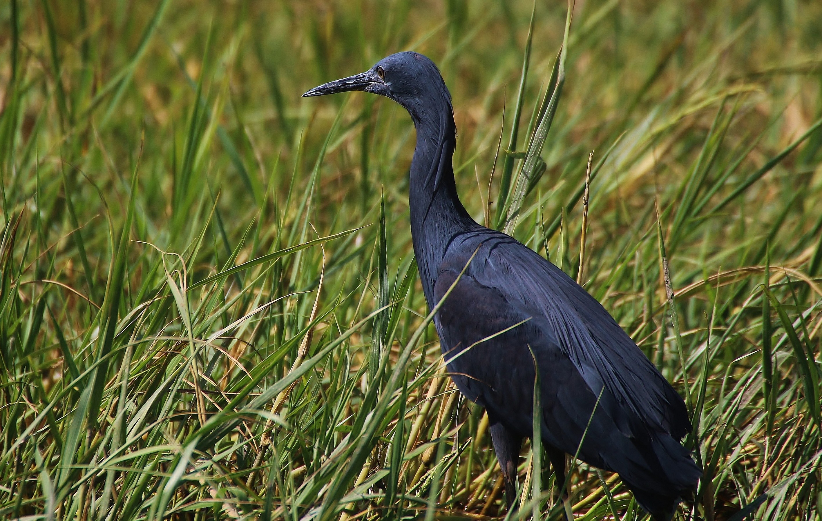Black Heron