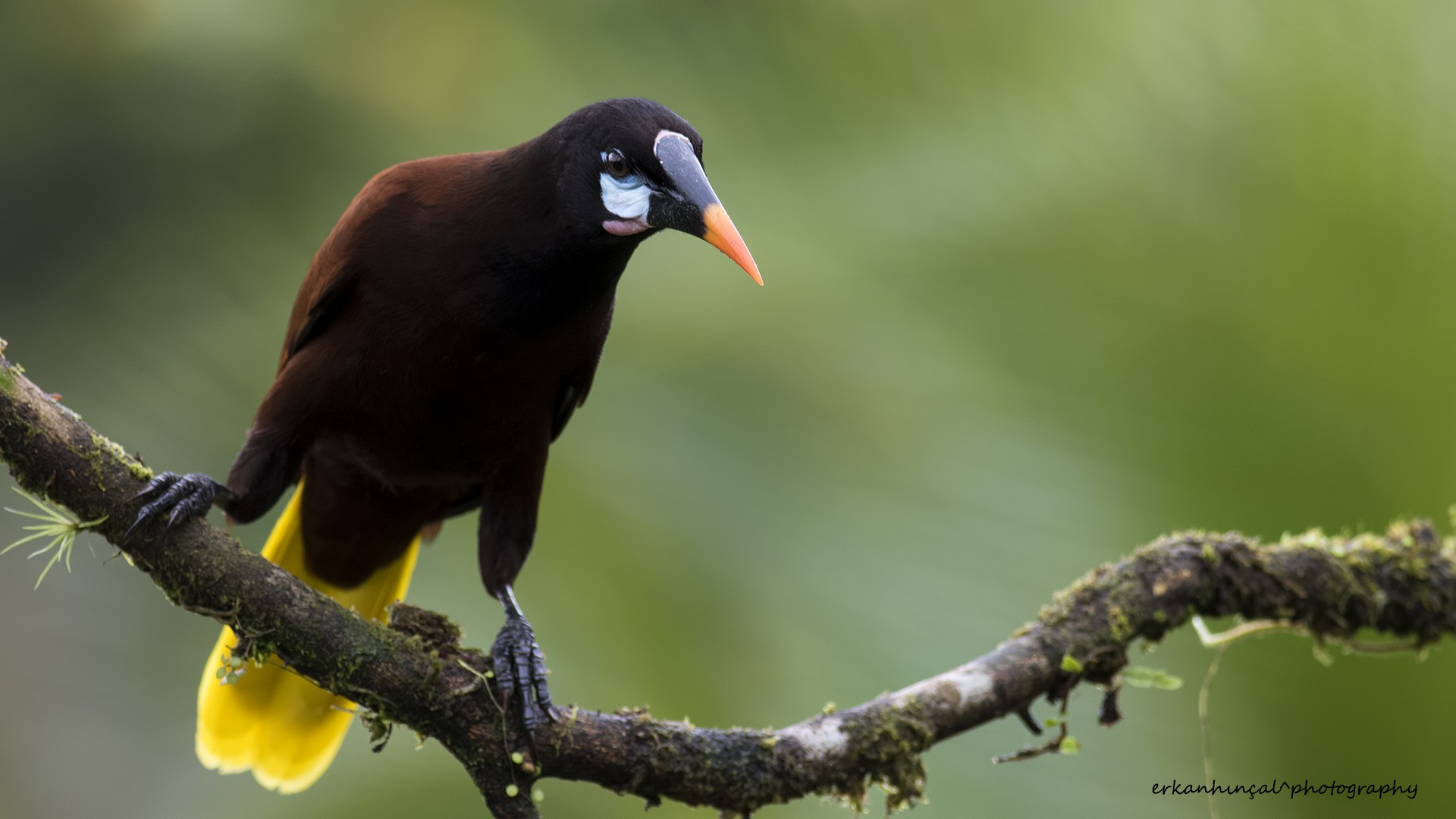 Montezuma Oropendola