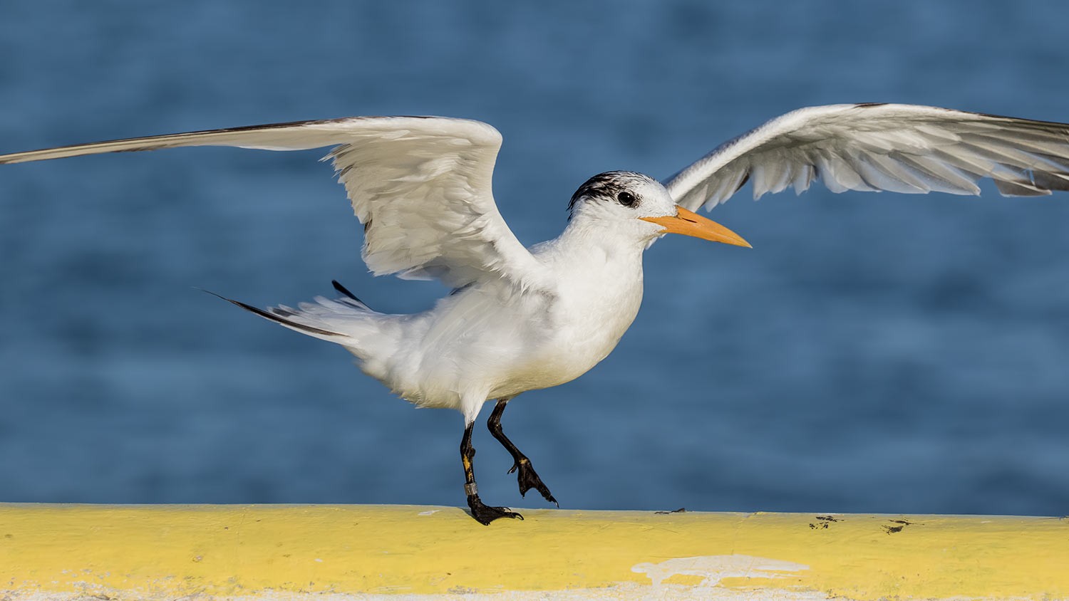 Royal Tern