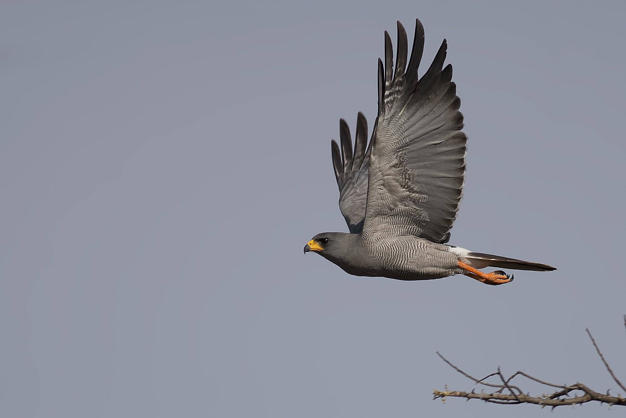 Dark Chanting-goshawk