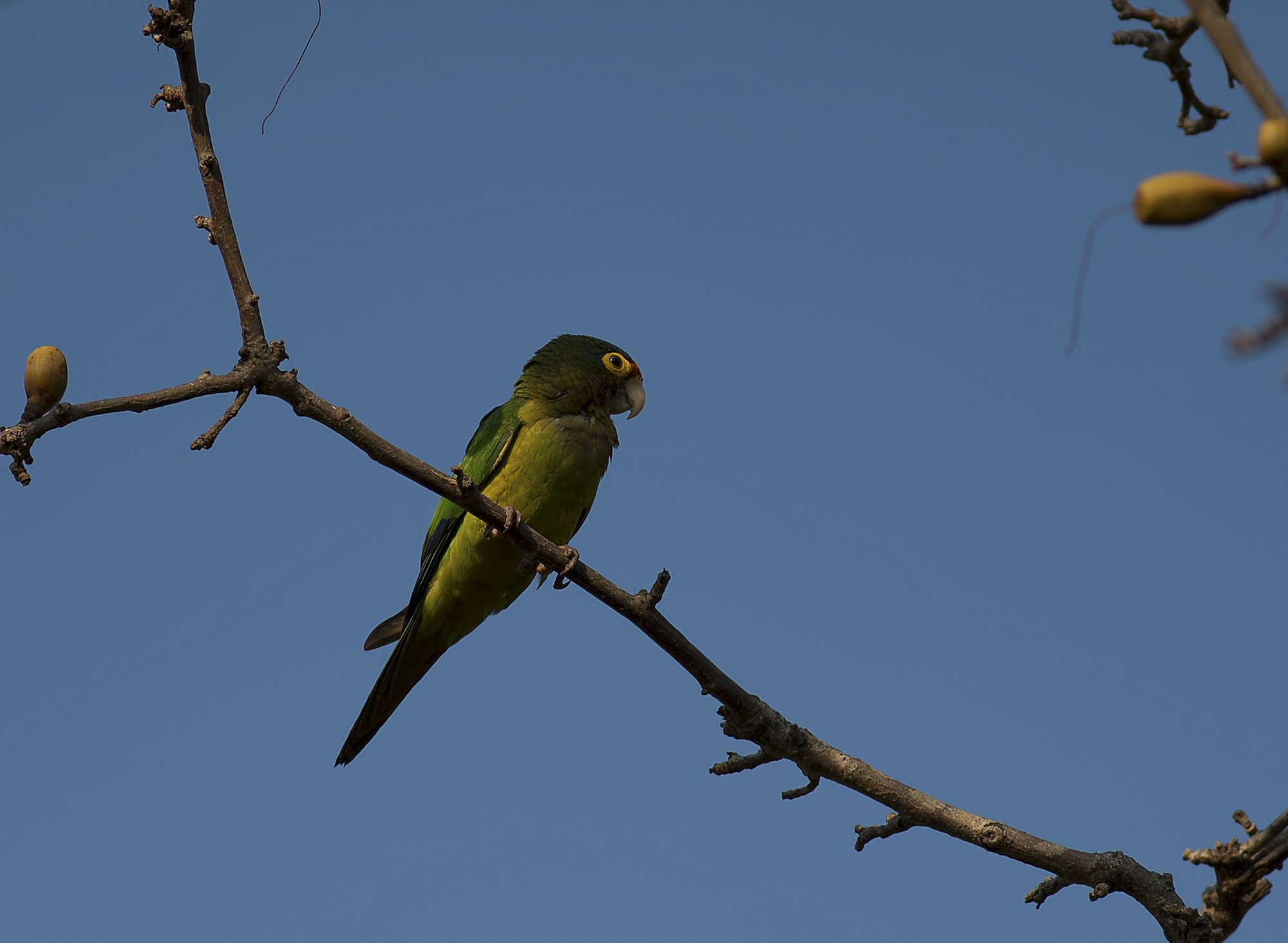 Orange-fronted Parakeet