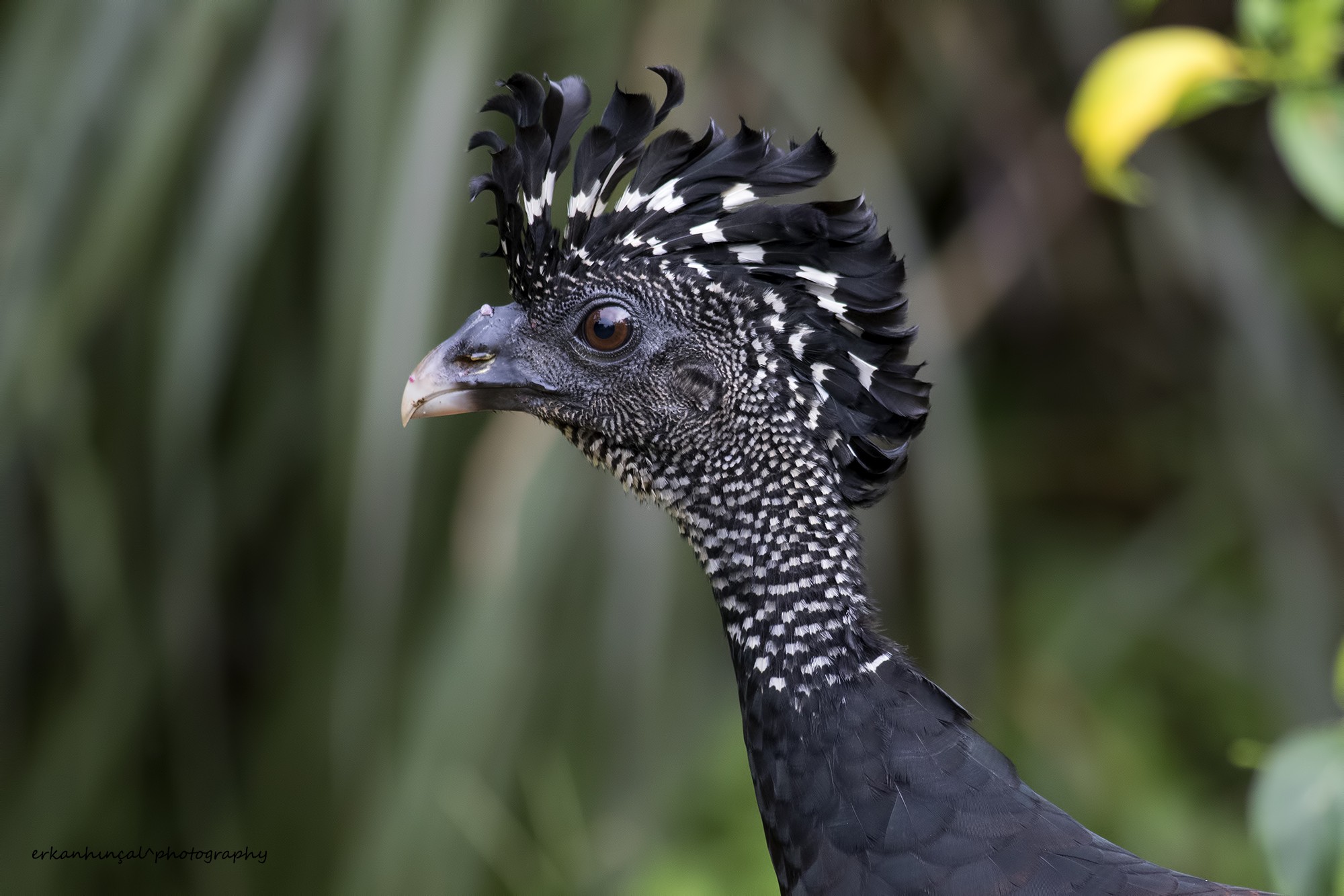 Great Curassow